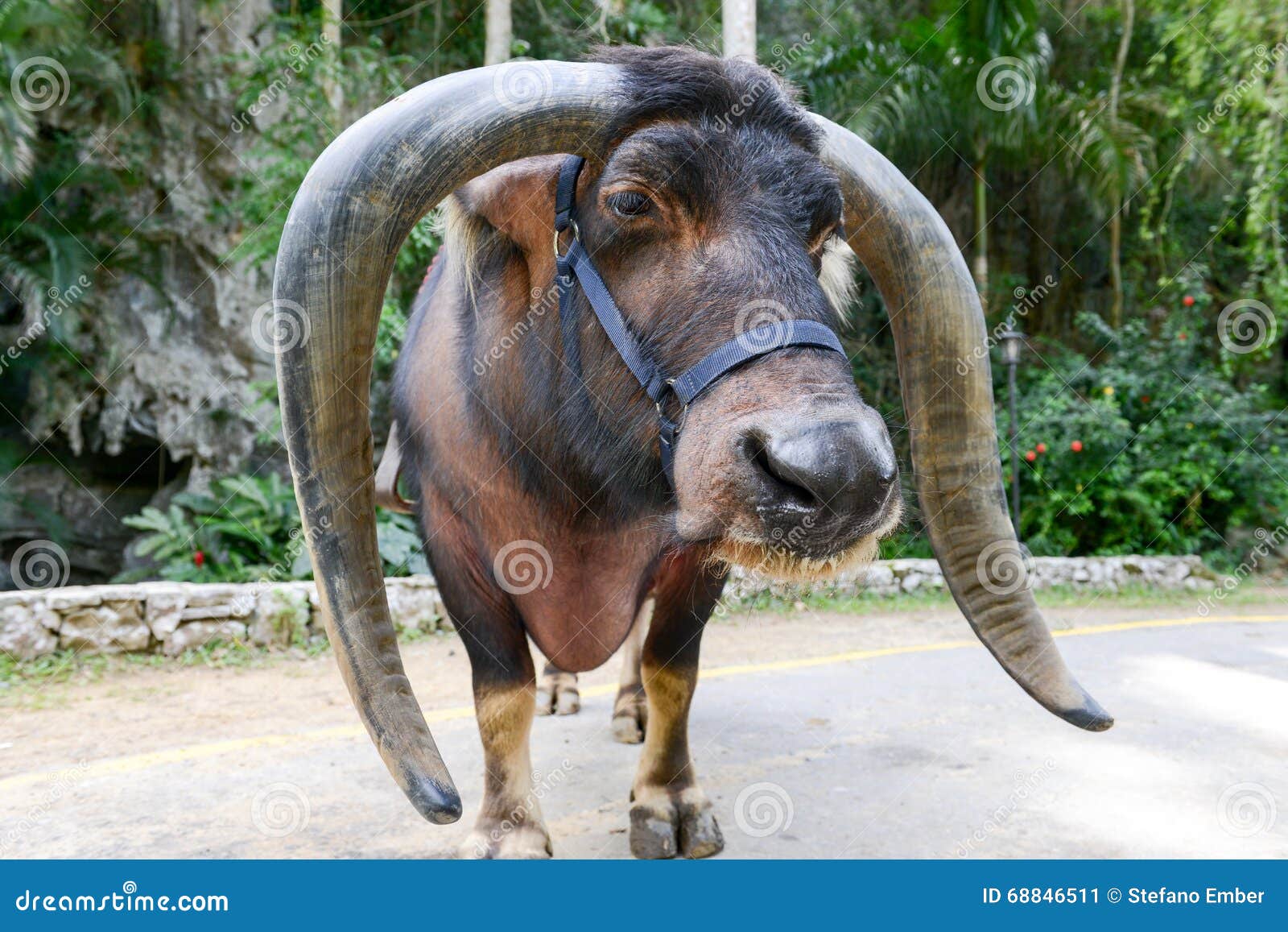 Ox with long horns stock image. Image of countryside 68846511
