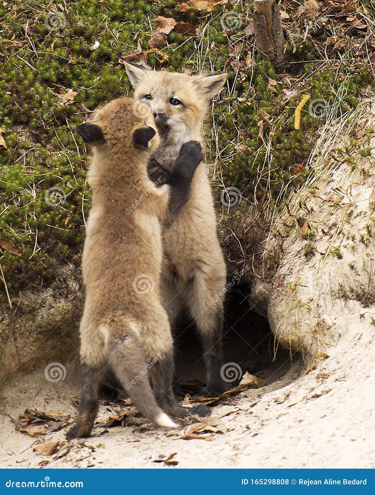 Fox Red Fox Stock Photo. Baby Foxes Animal Wrestling by the Den. Stock Photo - Image of mother, animal: 165298808 Fox Red Fox Stock Photo. Baby Foxes Animal Wrestling by the Den. Stock Photo - Image of mother, animal: 165298808