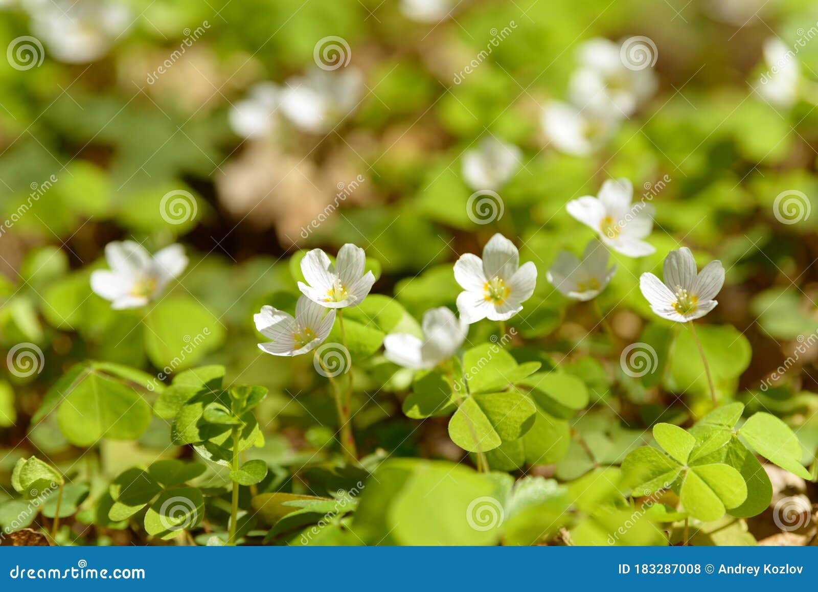 Oxalis Articulata Or Acetosella Medicinal Wild Blossoming Wood Sorrel Herb Stock Photo Image Of Edible Growing