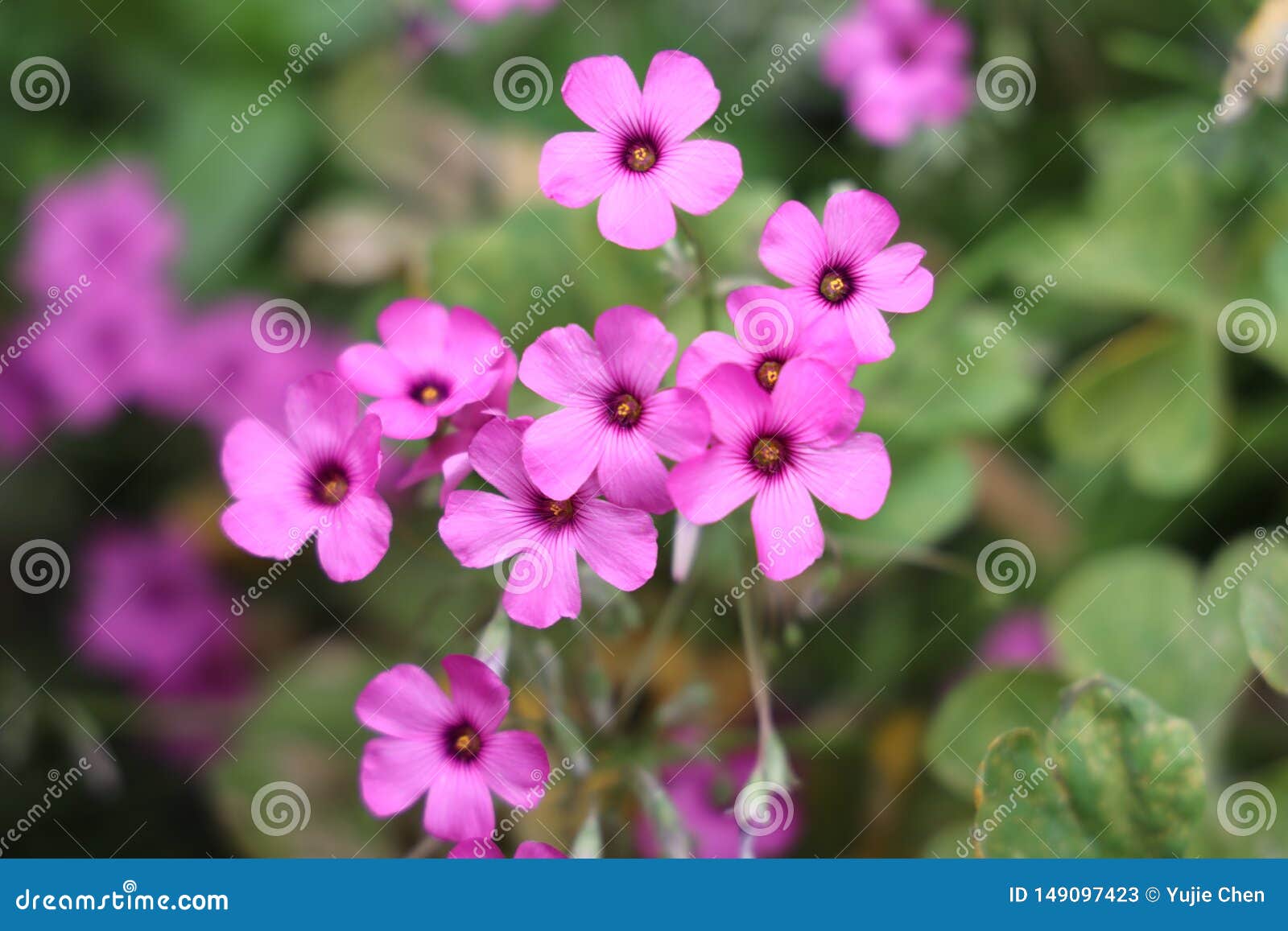 Oxalis Articulata Known As Pink Sorrel Stock Image Image Of Species South Oxalis Articulata Known As Pink Sorrel Stock Image Image Of Species South
