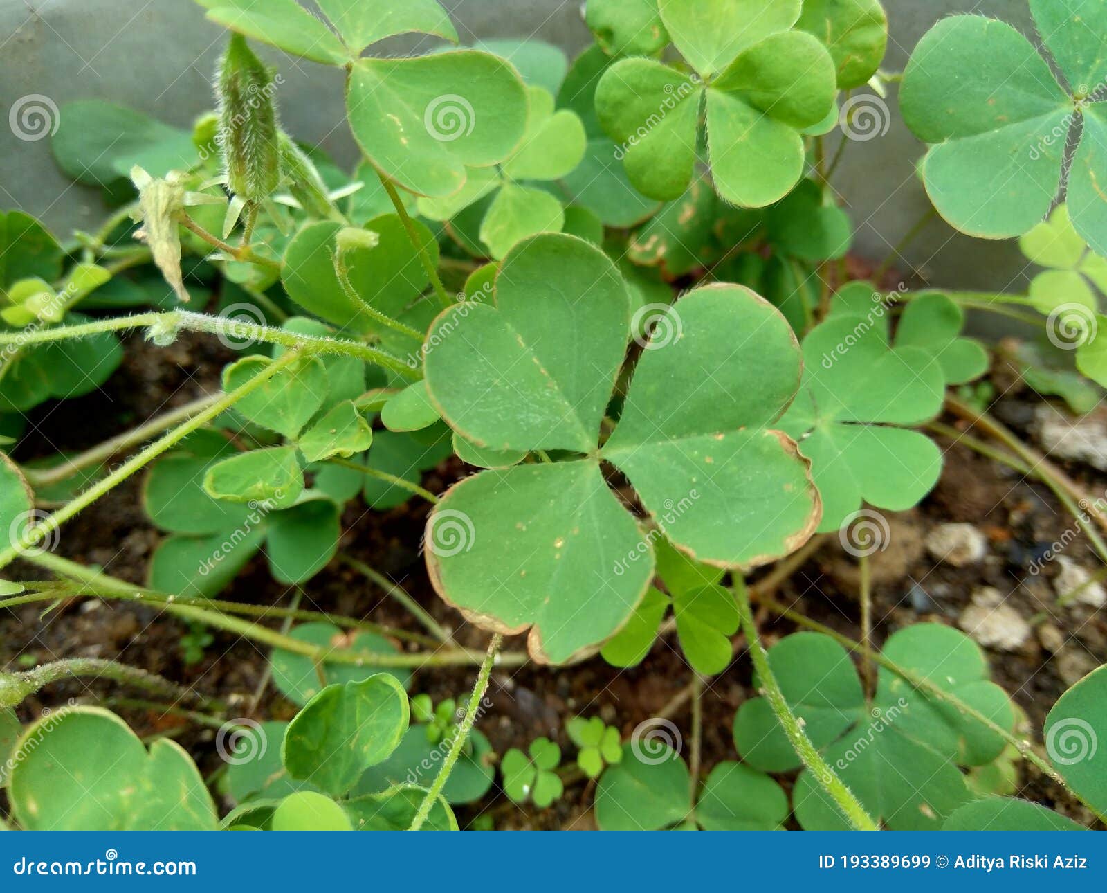 Oxalis Corniculata Também Chamada De Arapaçu-de-cheiro Forte De Sorriso  Amarelo Adormecido Beleza Com Fundo Natural Imagem de Stock - Imagem de  campo, planta: 193389699