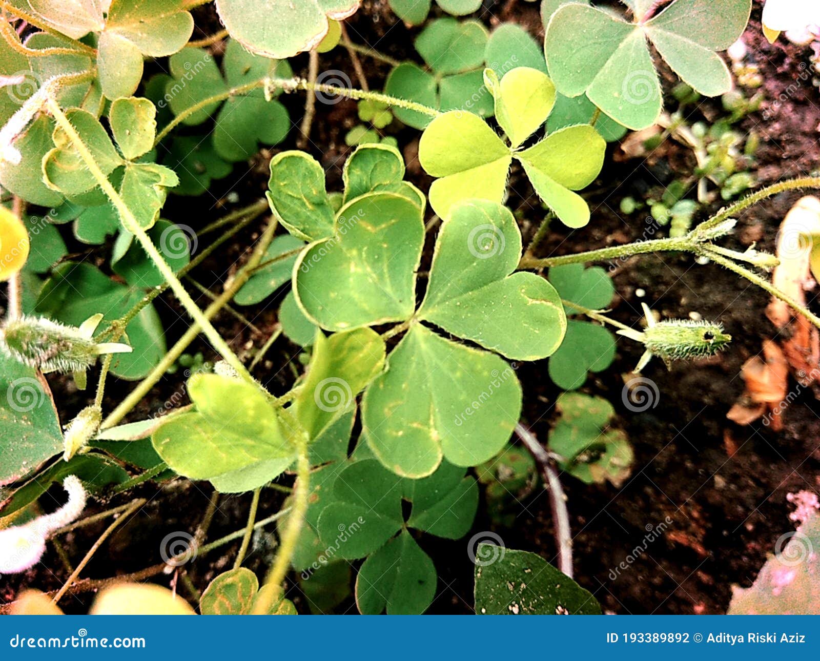 Oxalis Corniculata Também Chamada De Arapaçu-de-cheiro Forte De Sorriso  Amarelo Adormecido Beleza Com Fundo Natural Foto de Stock - Imagem de planta,  floral: 193389892