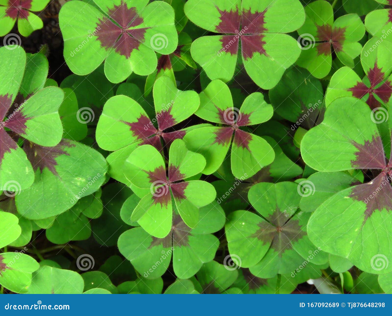 Oxalis Tetraphylla, `Lucky Clover` and `lucky Leaf`, Green Clover Top View  Floral Background or Wallpaper. Iron Cross. Stock Image - Image of iron,  parks: 167092689