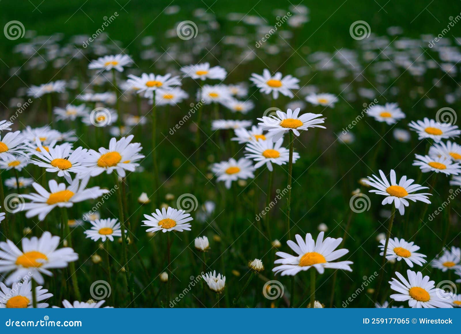 Oxeye daisy in the field. stock image. Image of prestekrager 259177065