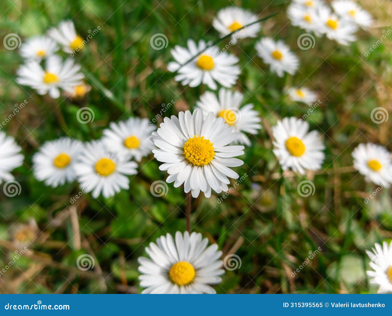 oxeye daisy flowers in bloom