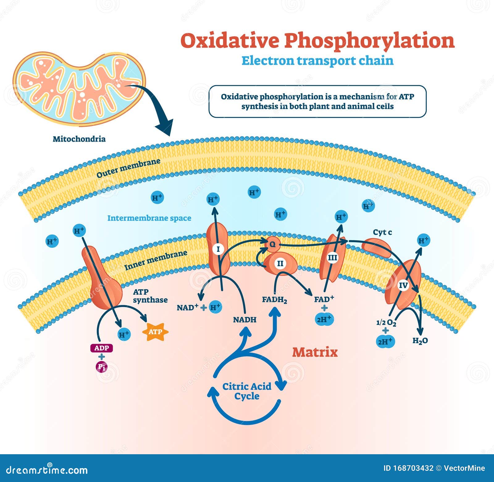 oxidative phosphorylation  . labeled metabolism scheme.