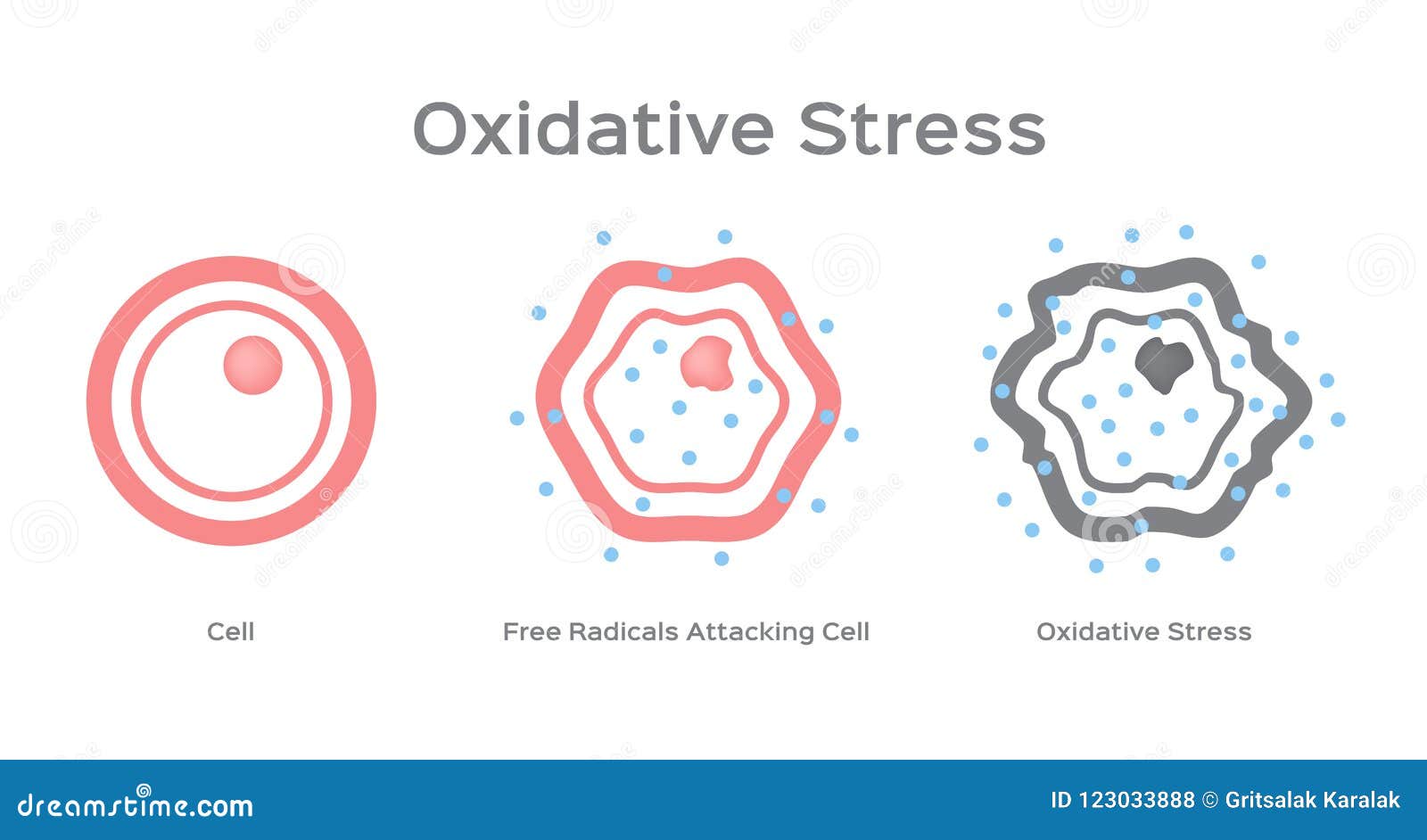 oxidative stress cell / free radical
