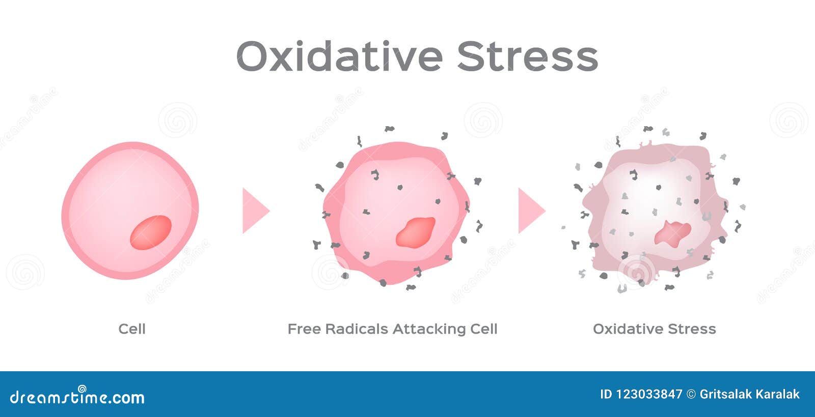 oxidative stress cell  / free radical