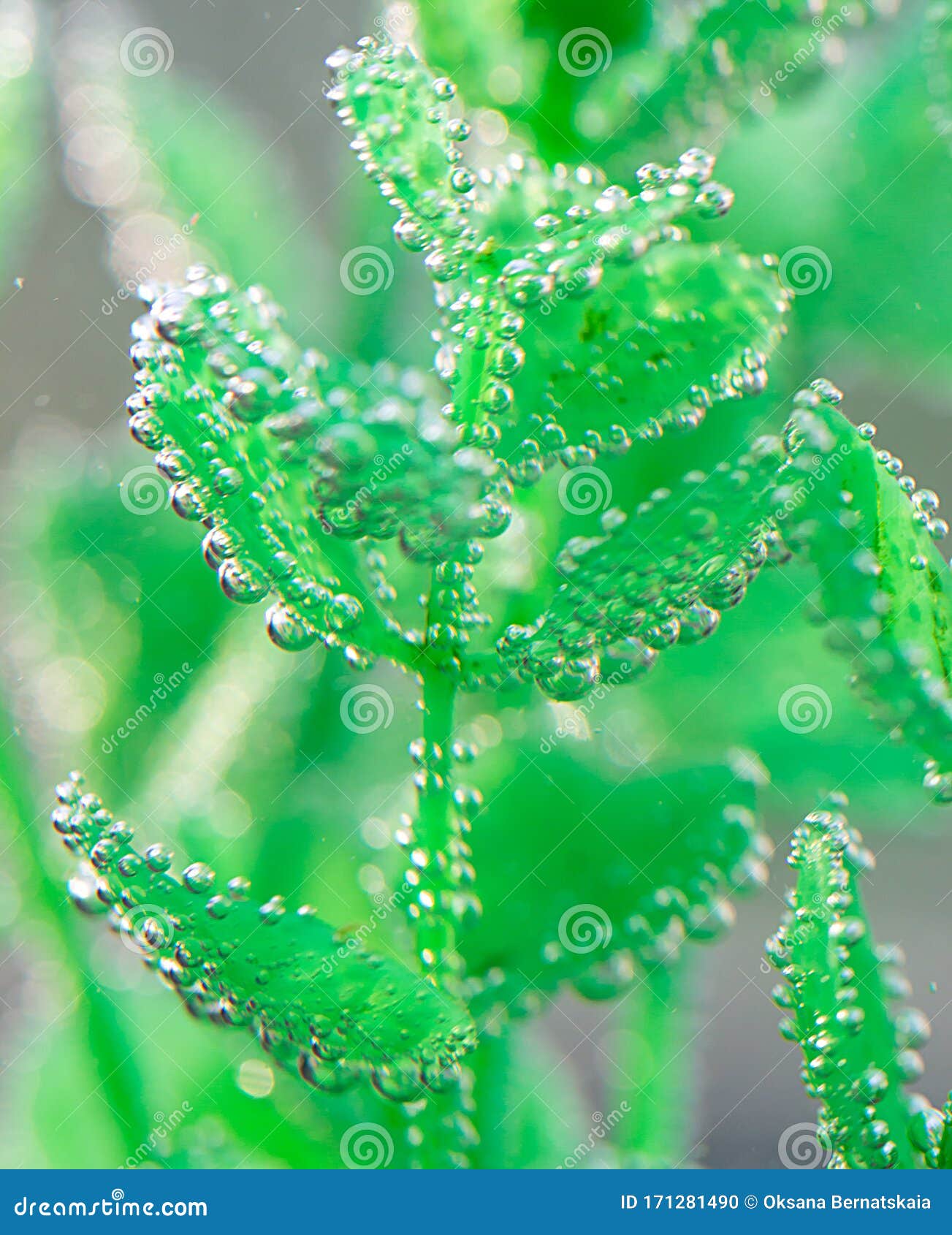 Oxygen Bubbles on a Green Plant Under Water Stock Photo Image of