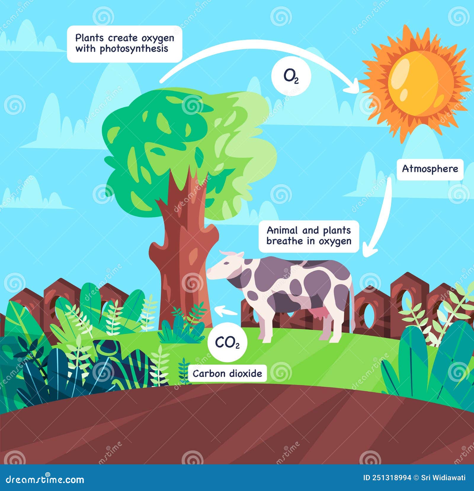 Oxygen Cycle Animal Respiration And Photosynthesis Process Producing ...