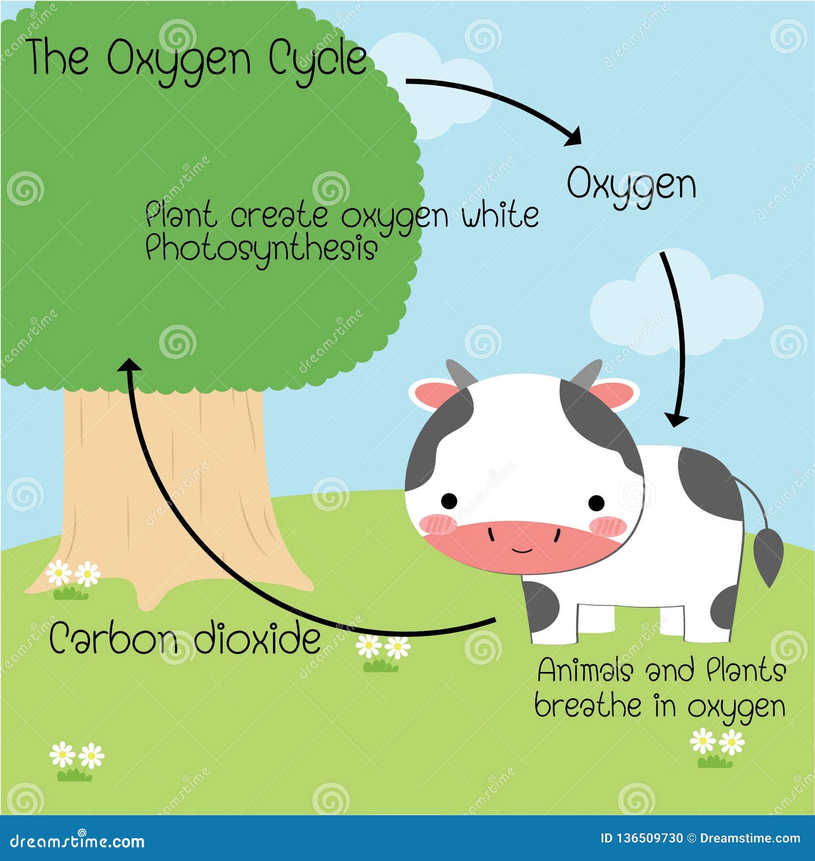 The Oxygen Cycle Stock Vector  Illustration Of