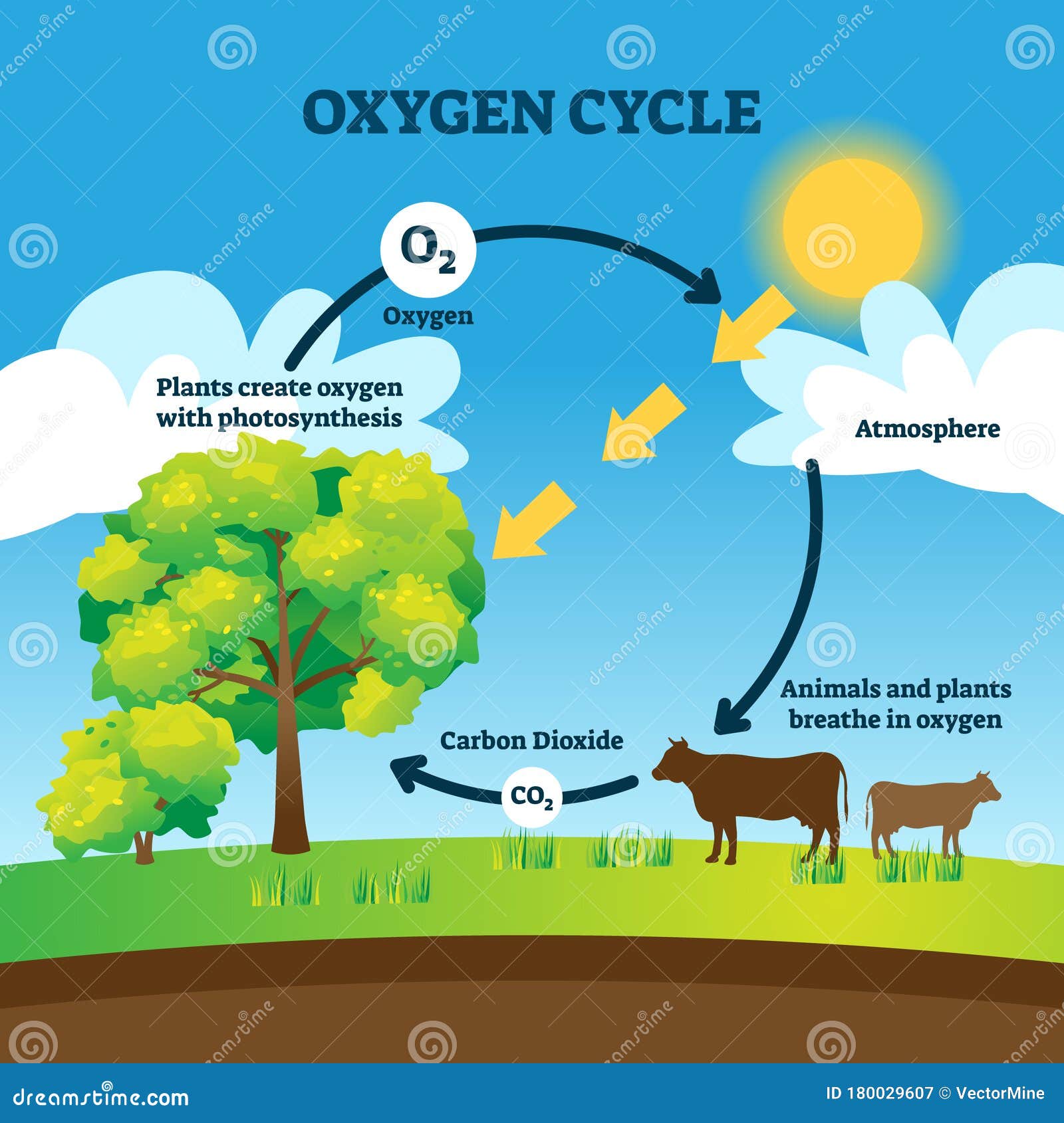 oxygen cycle  . labeled educational o2 circulation scheme