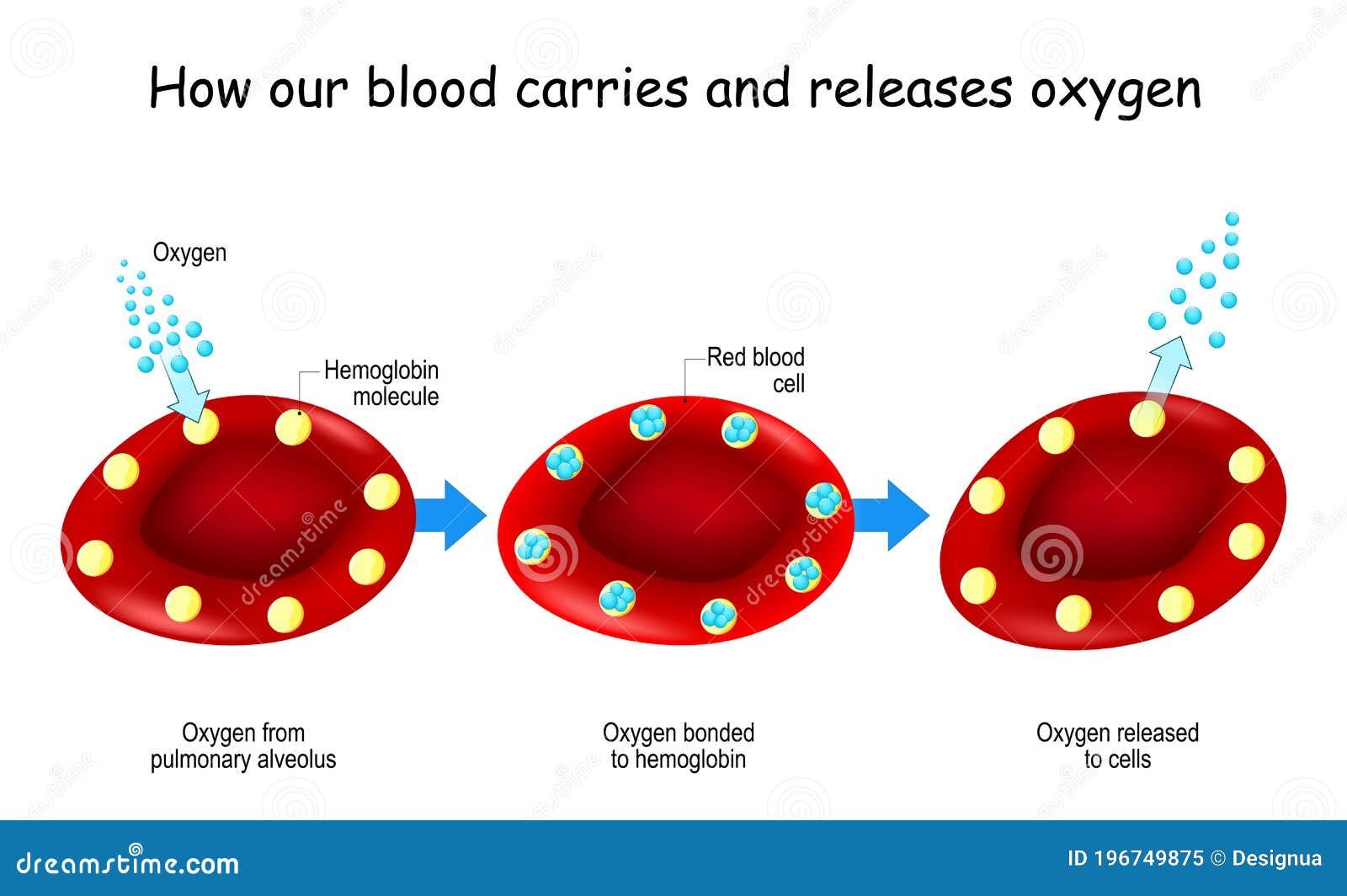 Oxygen And Hemoglobin Vector Illustration | CartoonDealer.com #143847356