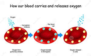 Oxygen And Hemoglobin Vector Illustration CartoonDealer 143847356