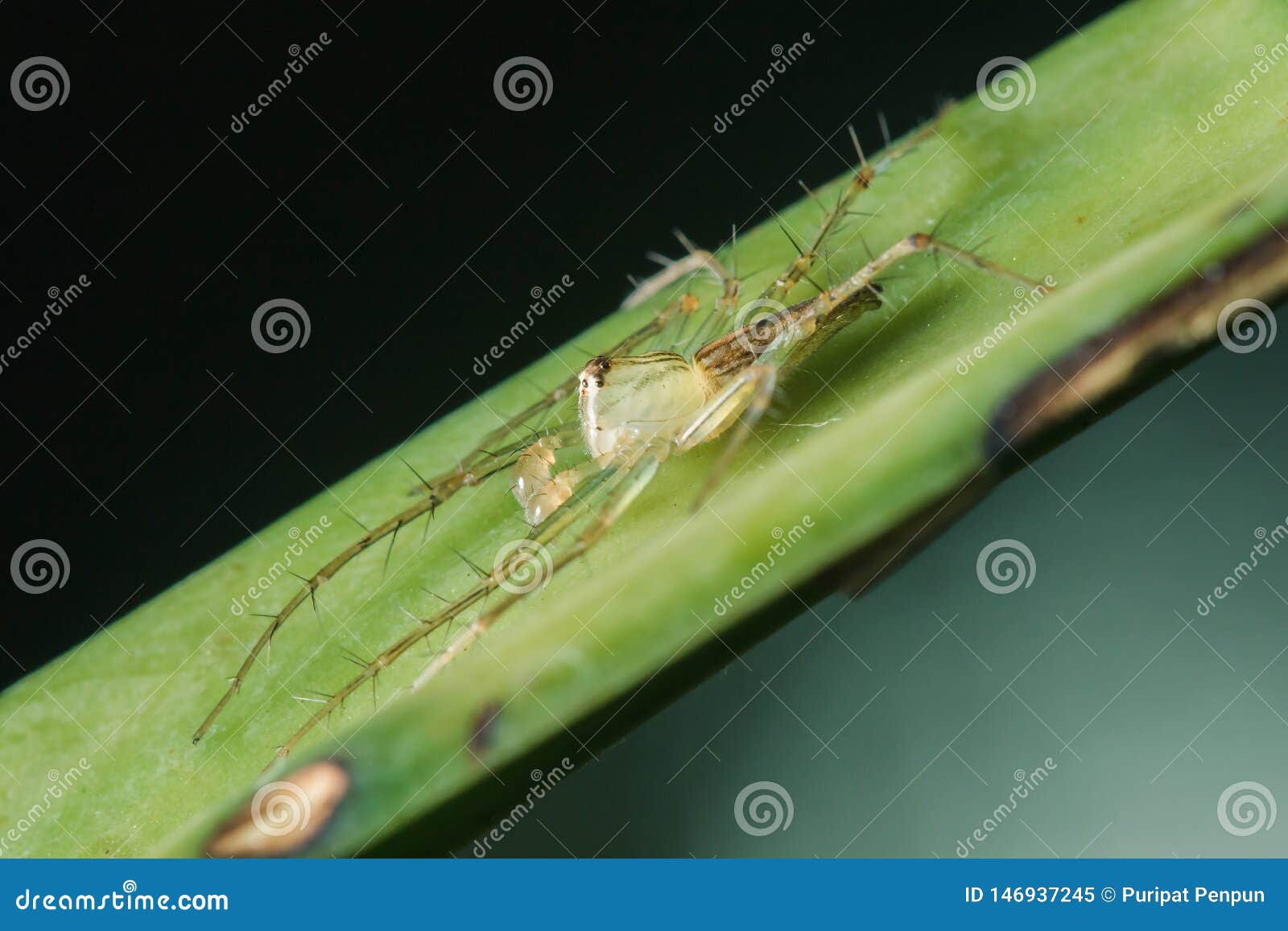 oxyopes javanus throll on the leaves