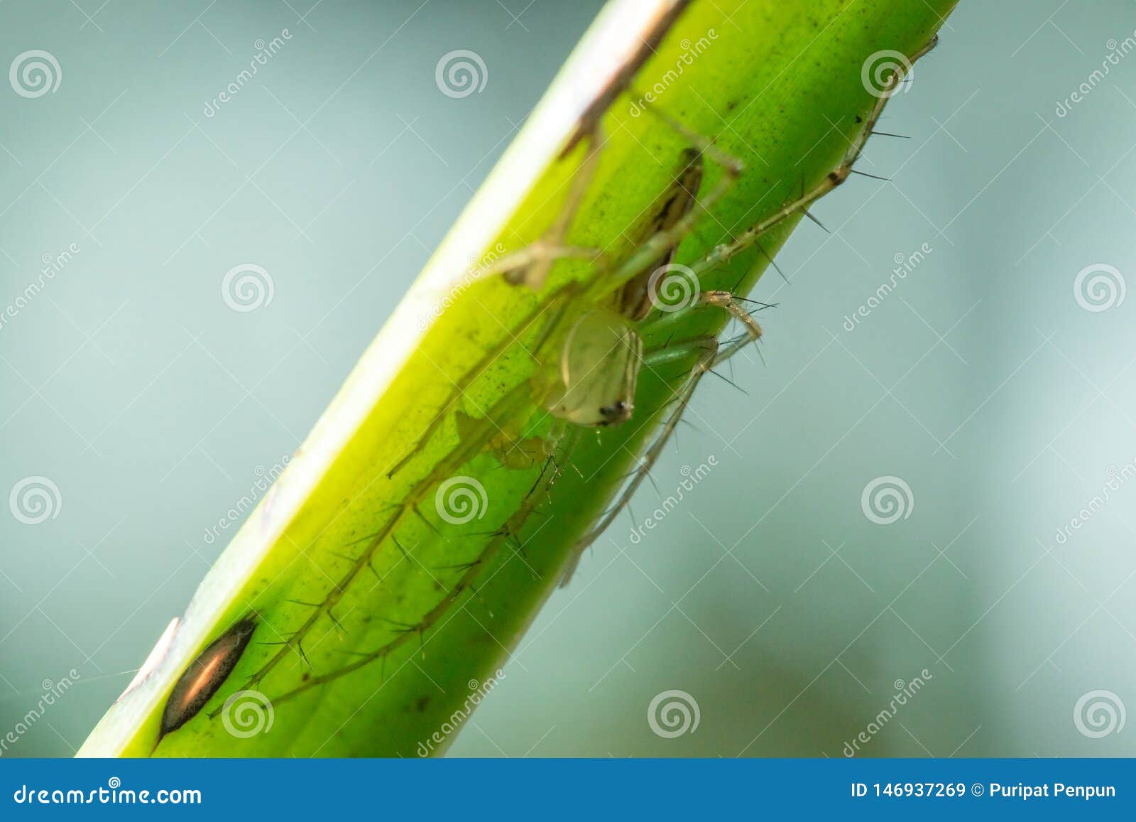 oxyopes javanus throll on the leaves