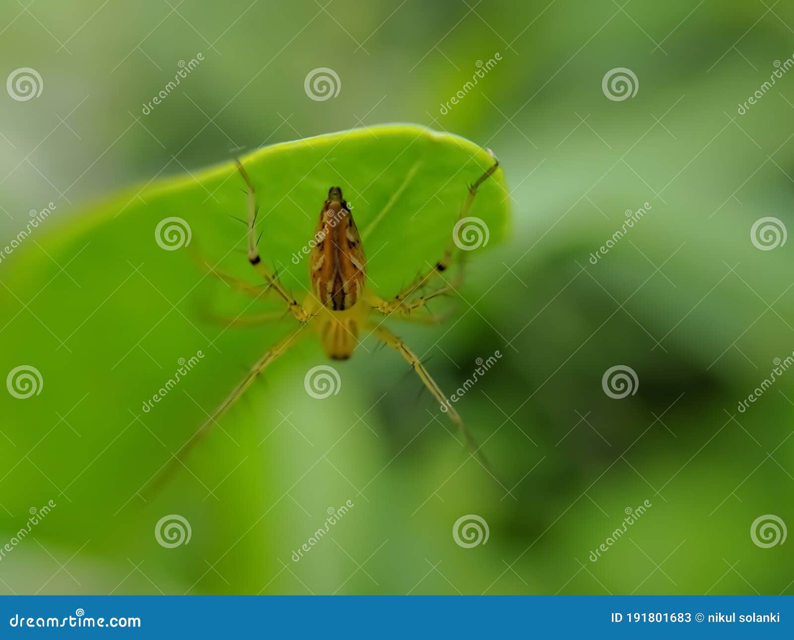 oxyopes salticus is a species of lynx spider, commonly known as the striped lynx spider, first described by hentz in 1845.