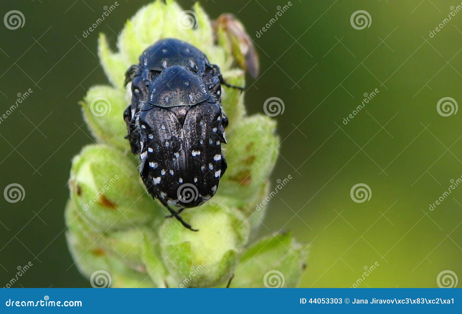 oxythyrea funesta, black beetles