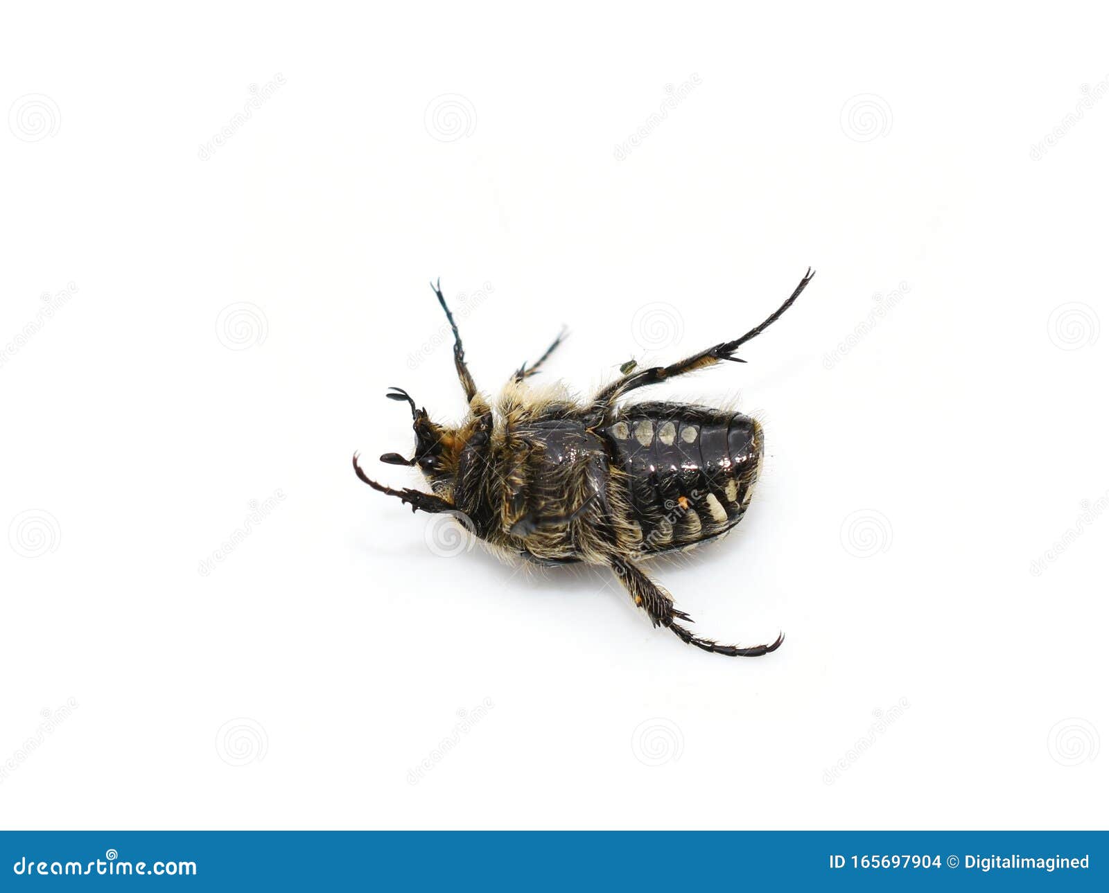oxythyrea funesta flower scarab beetle underside