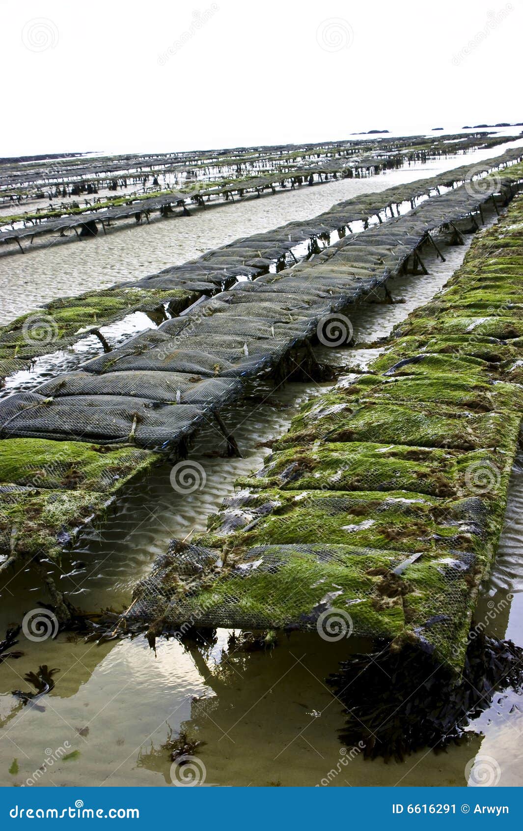 Oyster Beds Stock Photography 6616286
