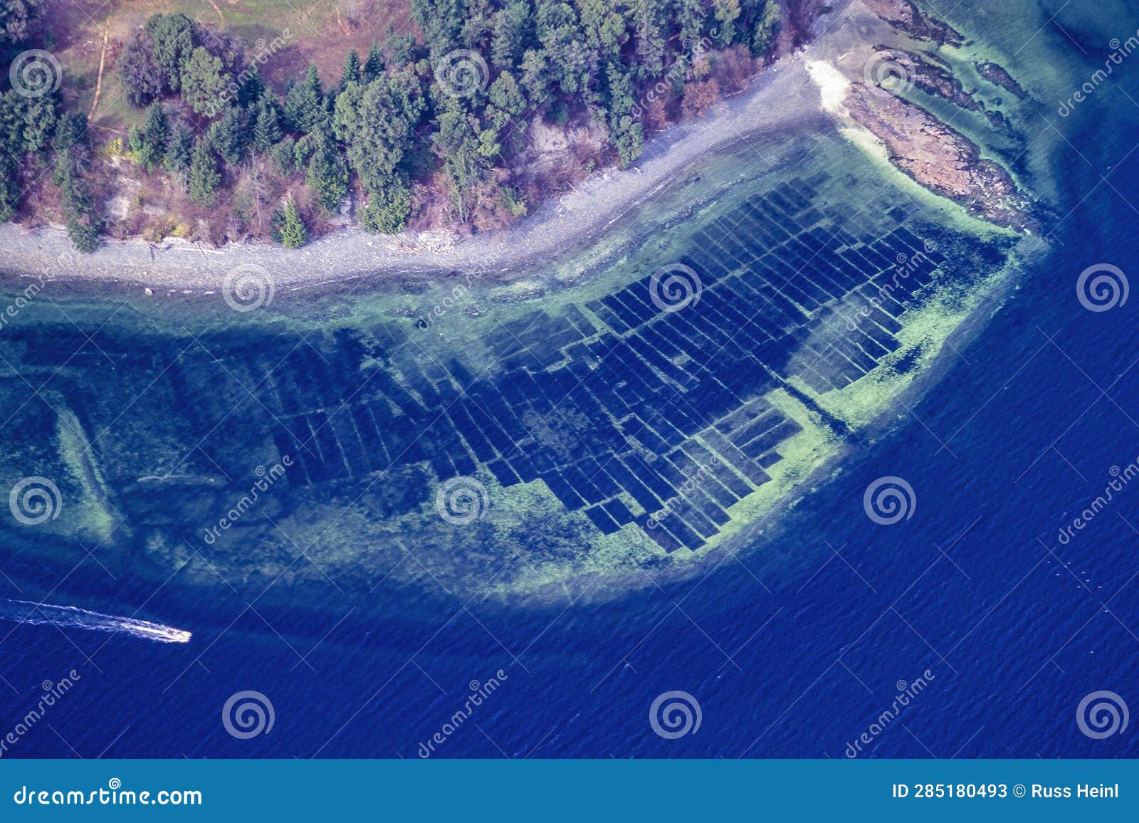 Oyster Beds on the Coast of BC, Canada Stock Image Image of oyster