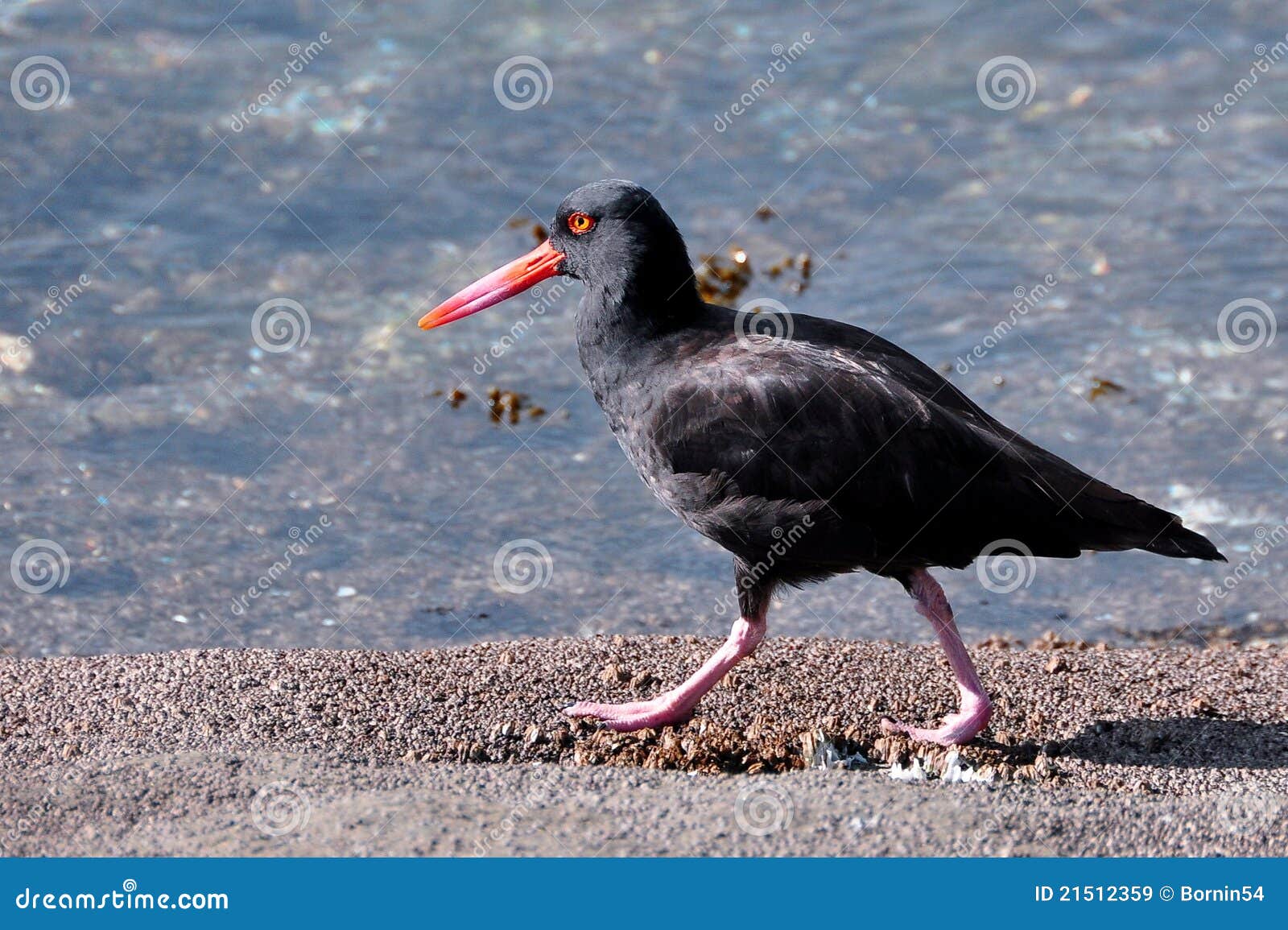 The Oyster Catcher Bird stock image. Image of coastal 21512359
