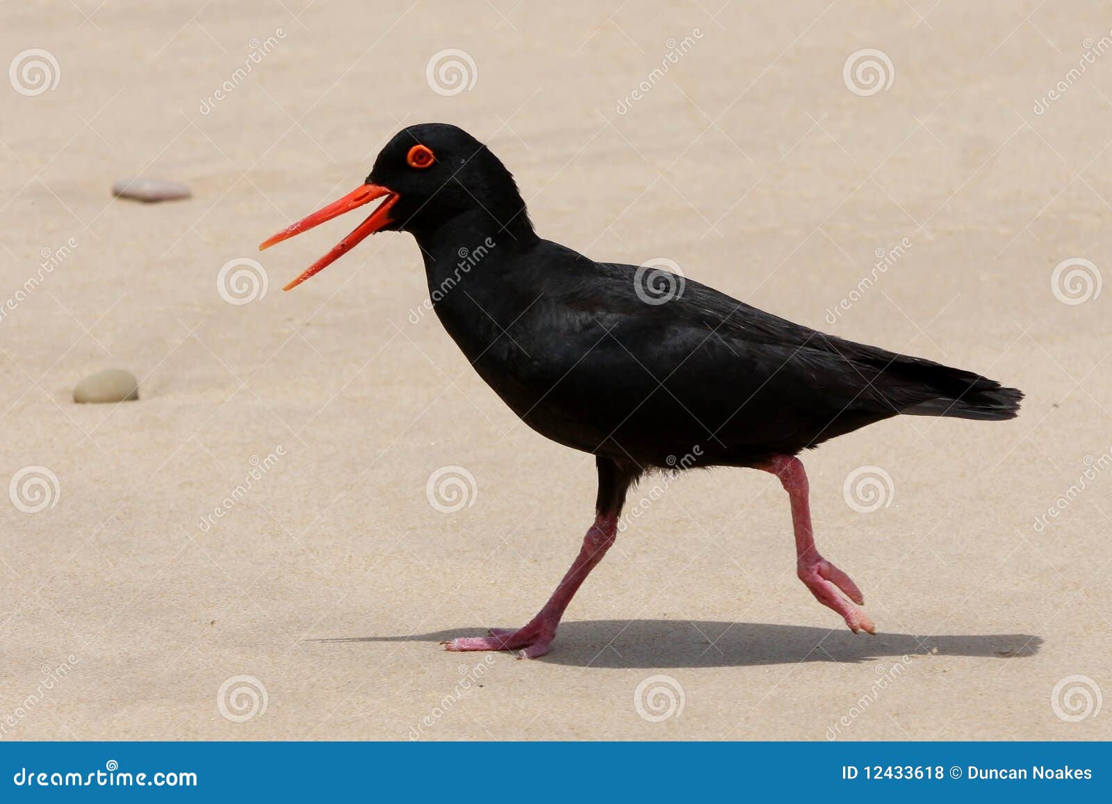 Oyster Catcher Bird Running Stock Photo Image of coastal, nature
