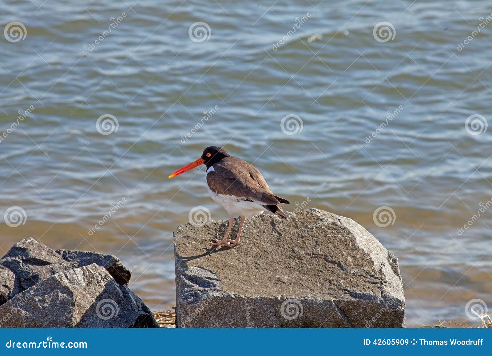 Oyster catcher on rock stock image. Image of nature, wildlife 42605909