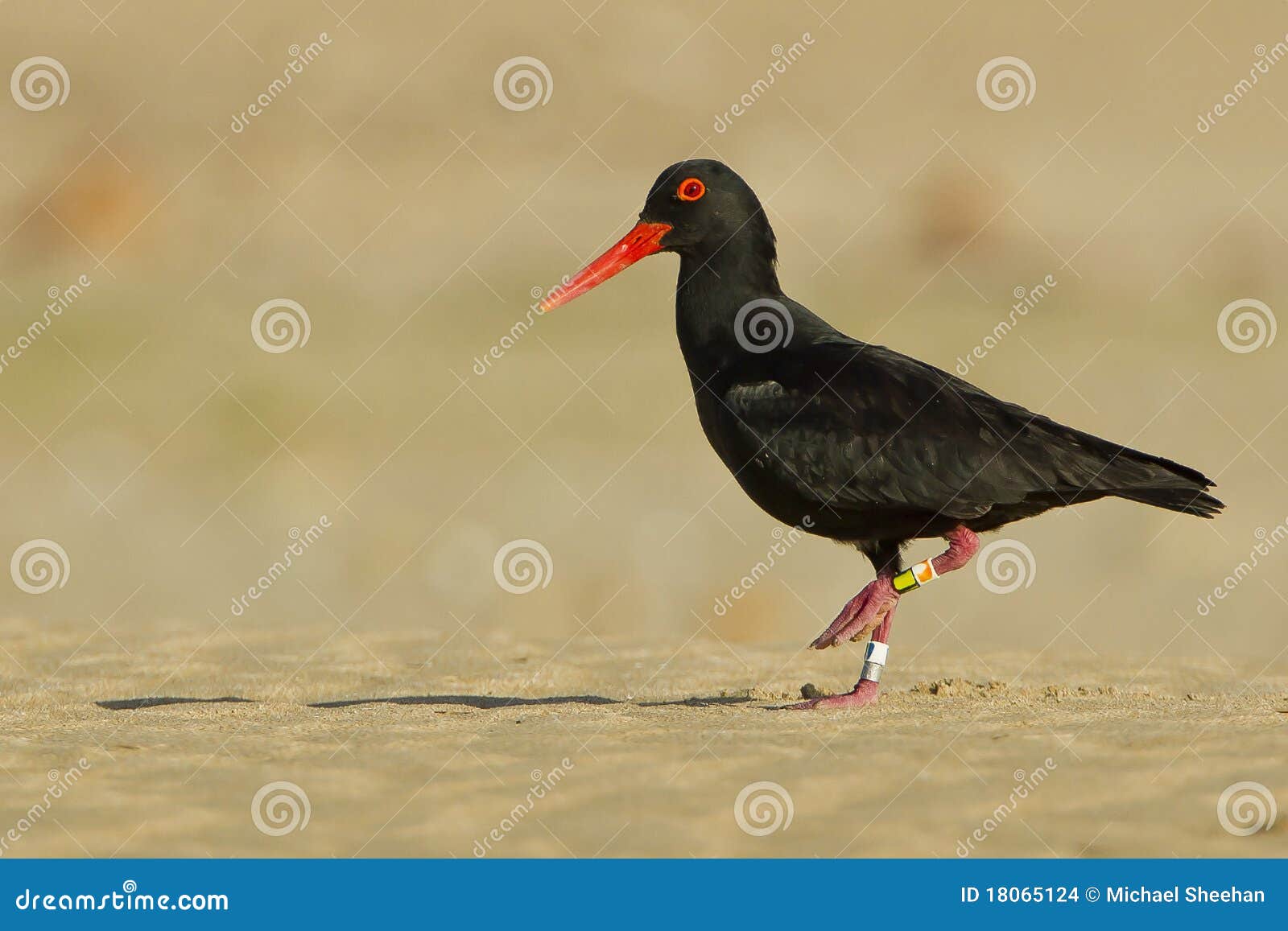 Oyster Catcher Walking Alone Stock Photo Image of animal, coastal