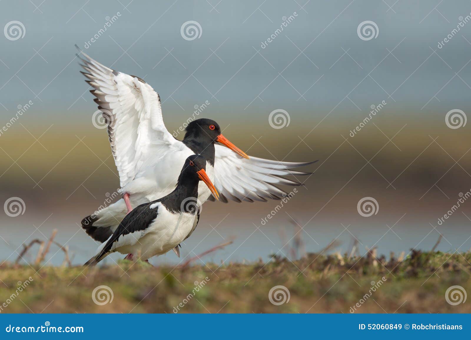 Oyster Catchers mating. stock image. Image of ostralegus 52060849