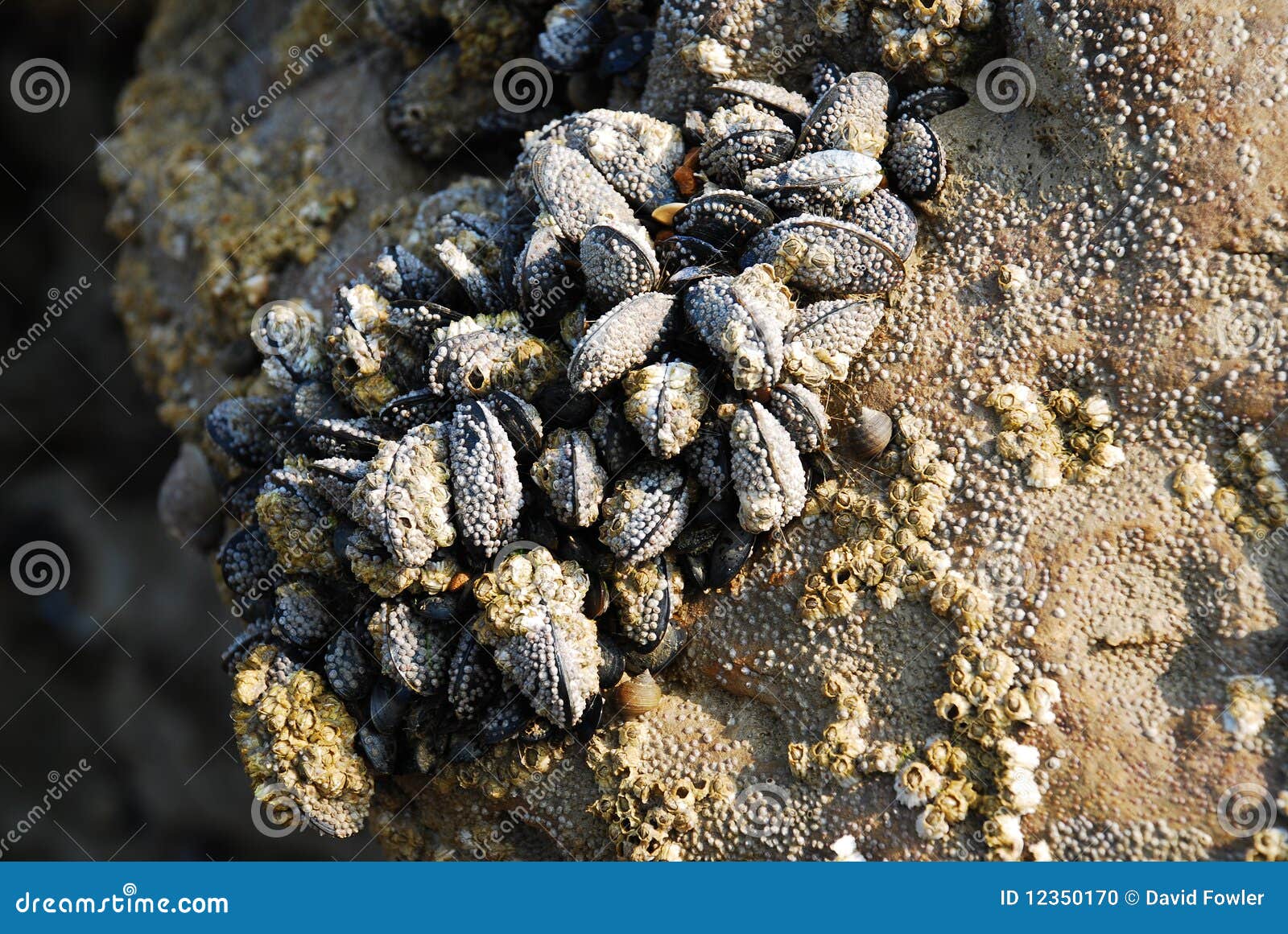 Oyster Covered Rock, Hastings Stock Photo Image of east, coast 12350170