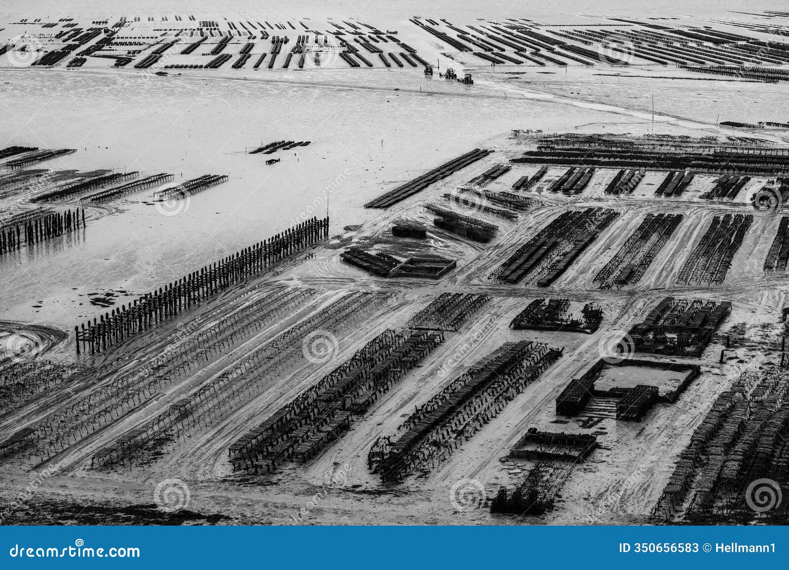 oyster farm at cancale