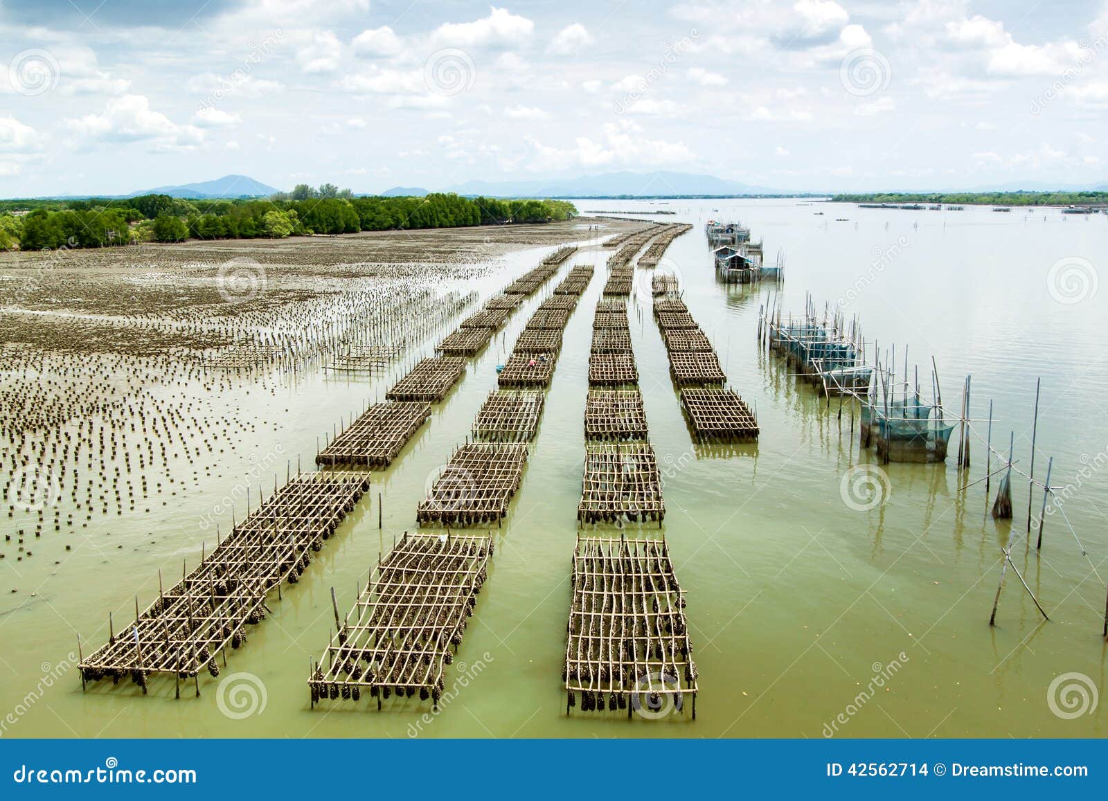 Oyster farm stock photo. Image of culture, cuisine, dinner 42562714