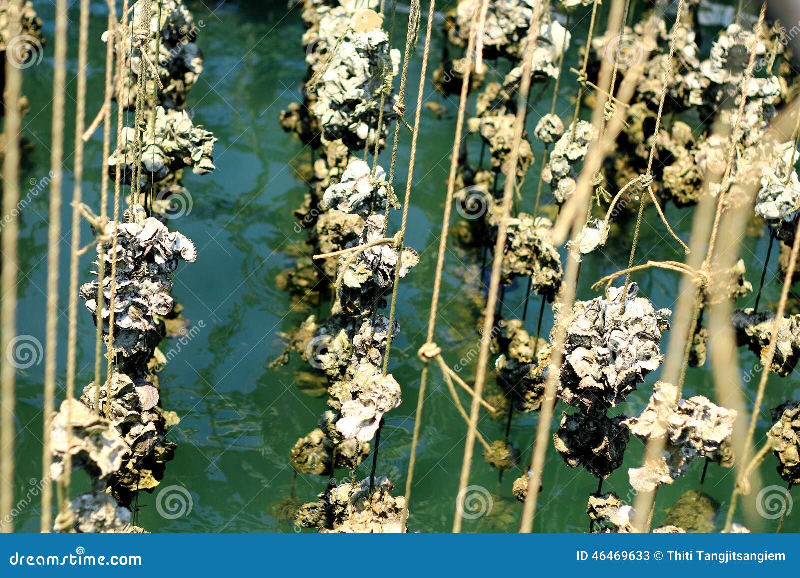 Oyster Farm stock image. Image of harvest, culture, forest 46469633