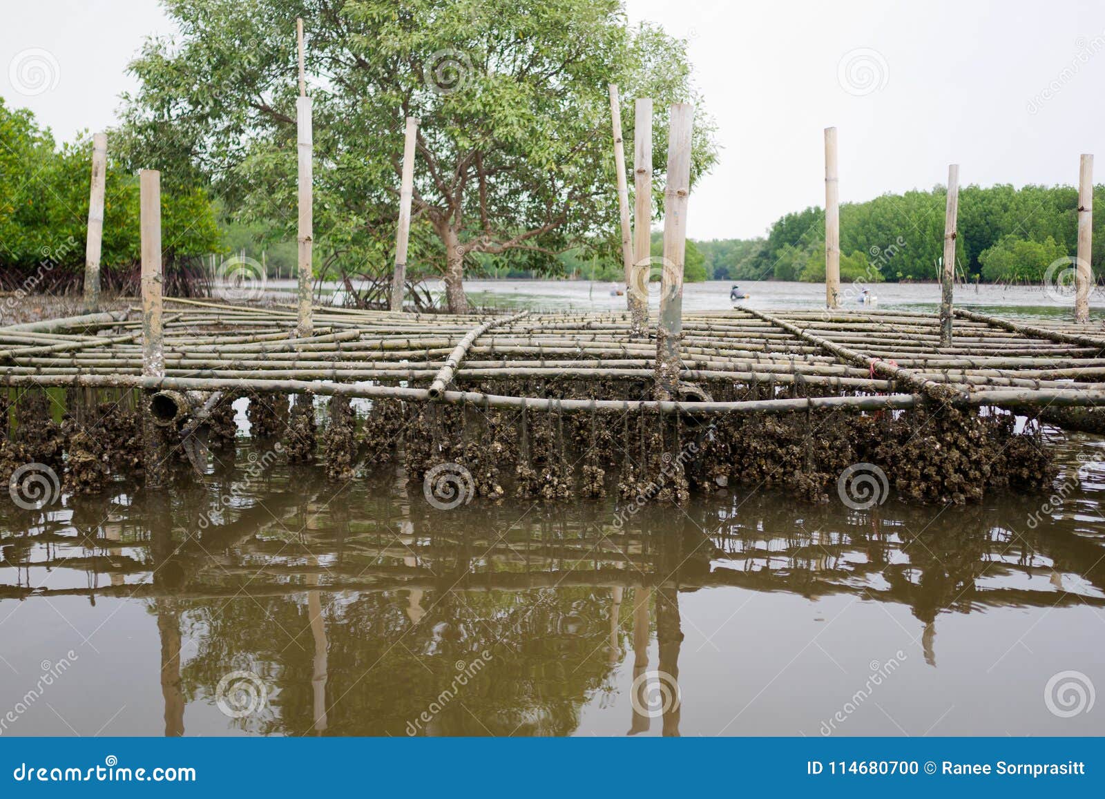 Oyster Farm in Mangroves in Thailand Stock Photo Image of line, asia