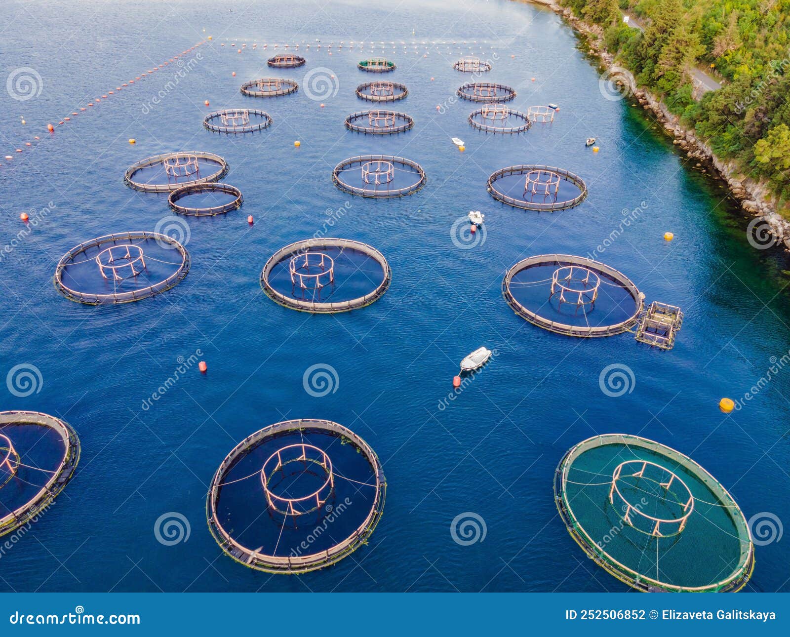 Oyster Farm in the Mediterranean. Montenegro, Kotor Stock Photo Image