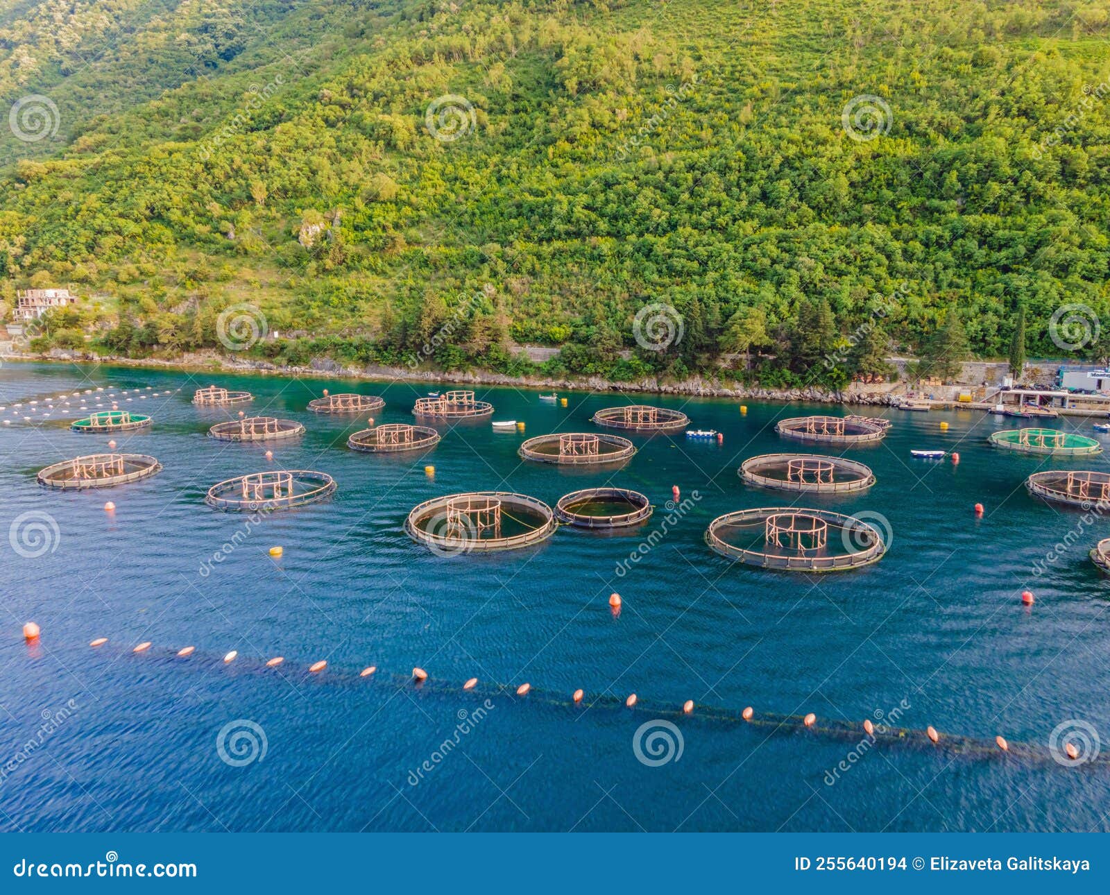 Oyster Farm in the Mediterranean. Montenegro, Kotor Stock Photo Image