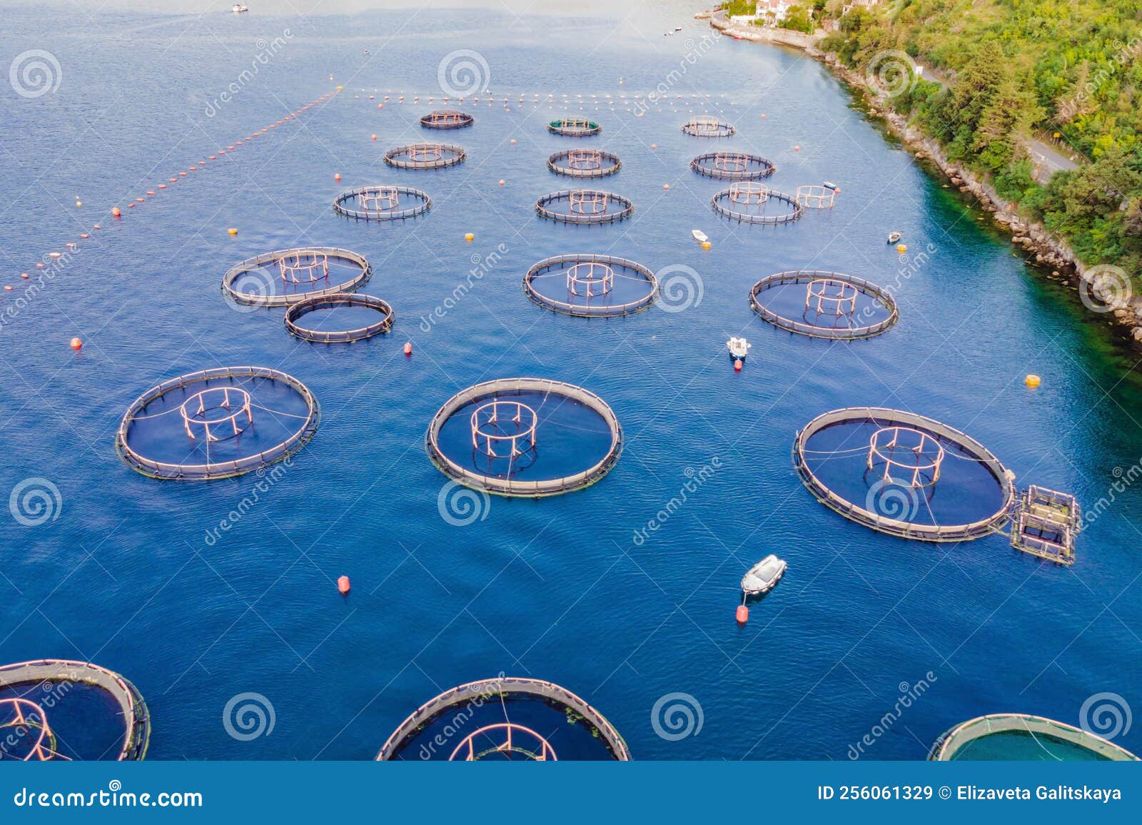 Oyster Farm in the Mediterranean. Montenegro, Kotor Stock Image Image