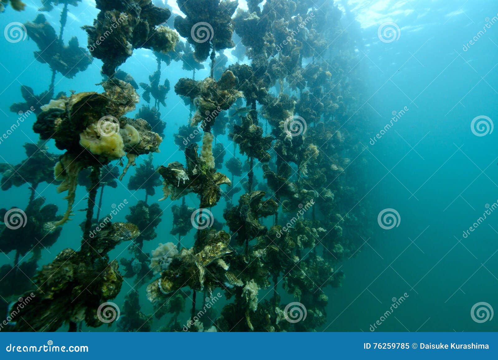 Oyster Farm stock image. Image of fisherman, japan, diving 76259785