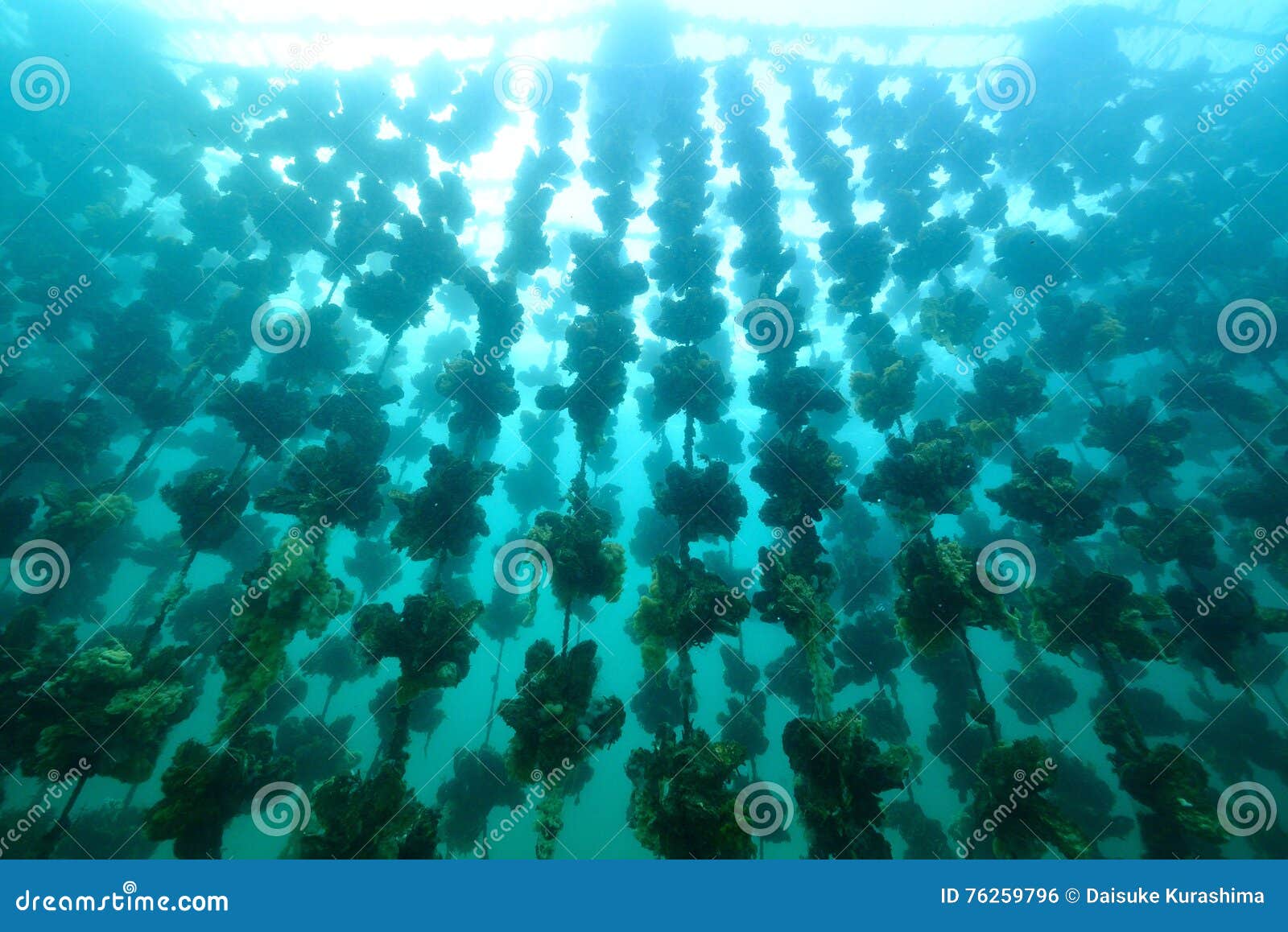 Oyster Farm stock photo. Image of exotic, organic, harvest 76259796