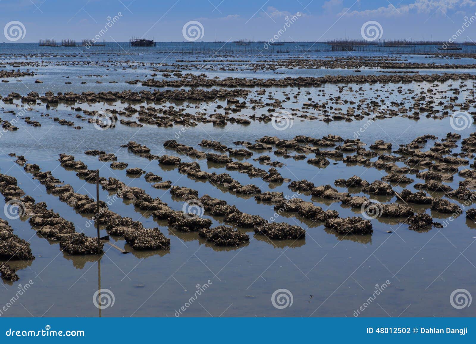 Oyster farm stock photo. Image of head, eating, background 48012502