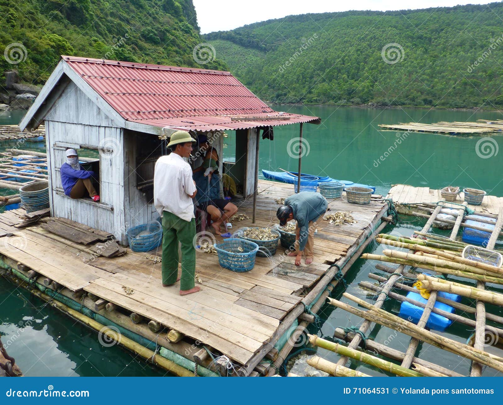 Oyster farming in Vietnam editorial photo. Image of oyster 71064531
