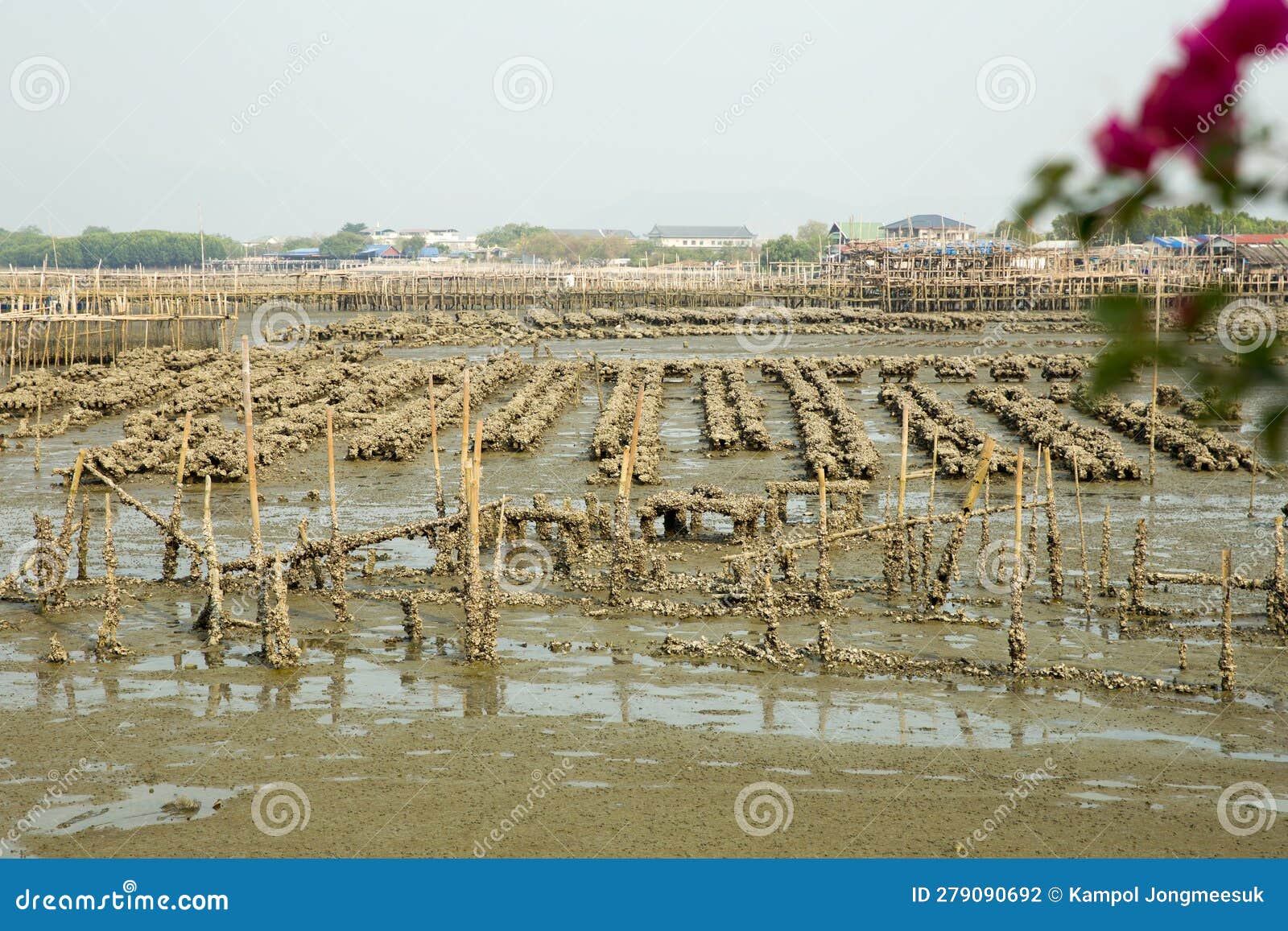The Oyster Farms at the Coast of the Town, Focus Selective Stock Photo