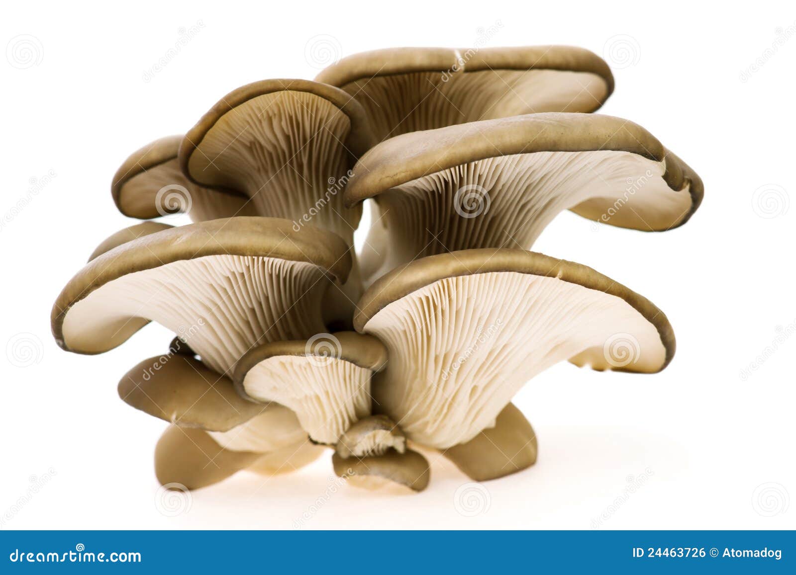 oyster mushroom