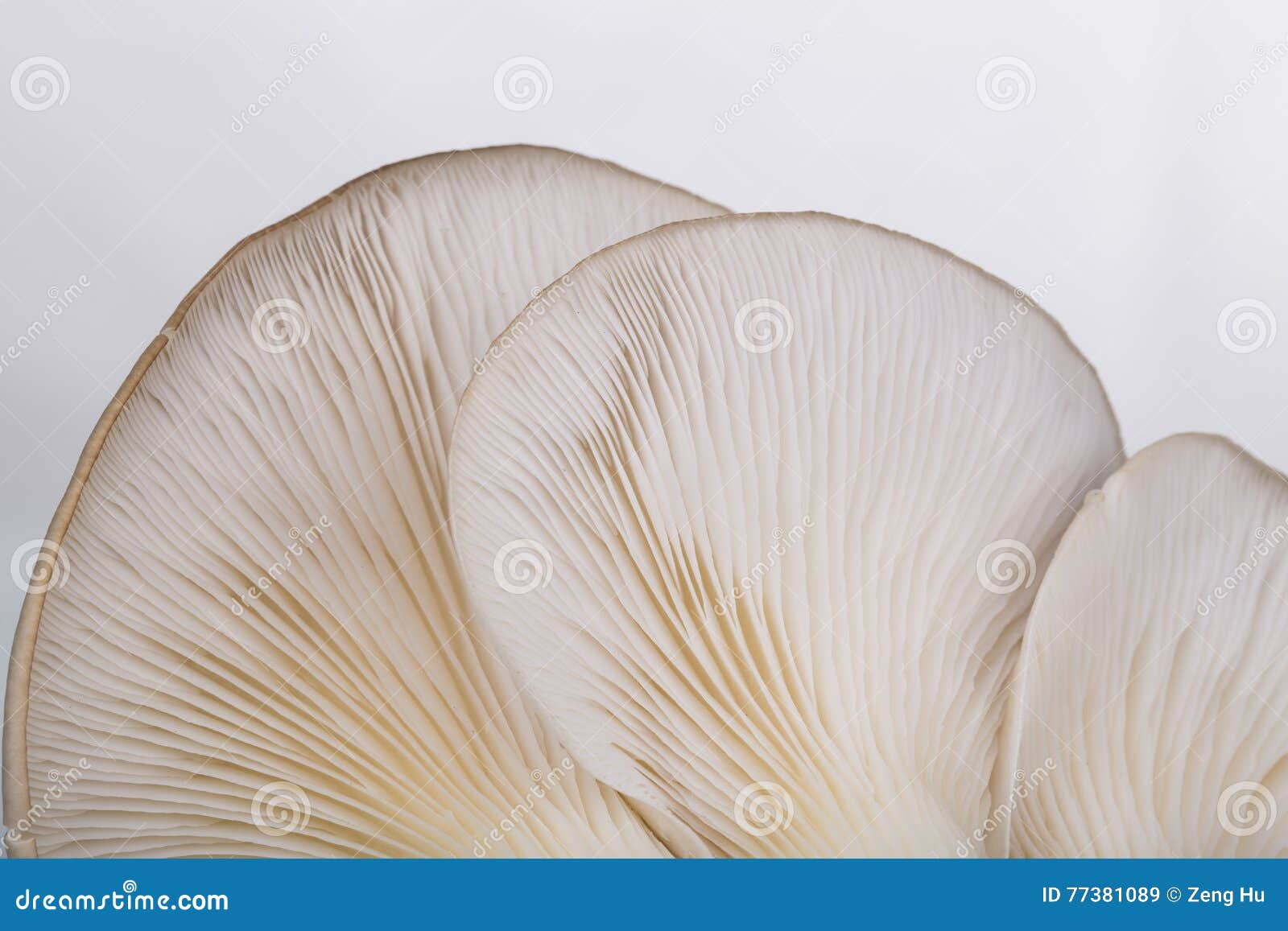 Oyster mushroom stock image. Image of condiment, edible 77381089
