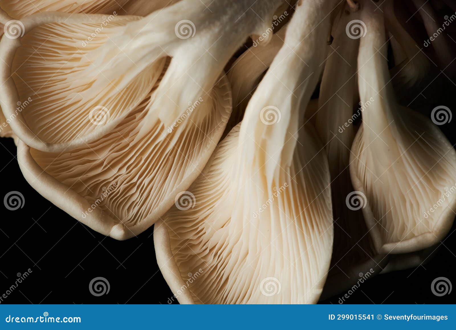 Oyster Mushroom Gills with Natural Textures on Black Stock Image