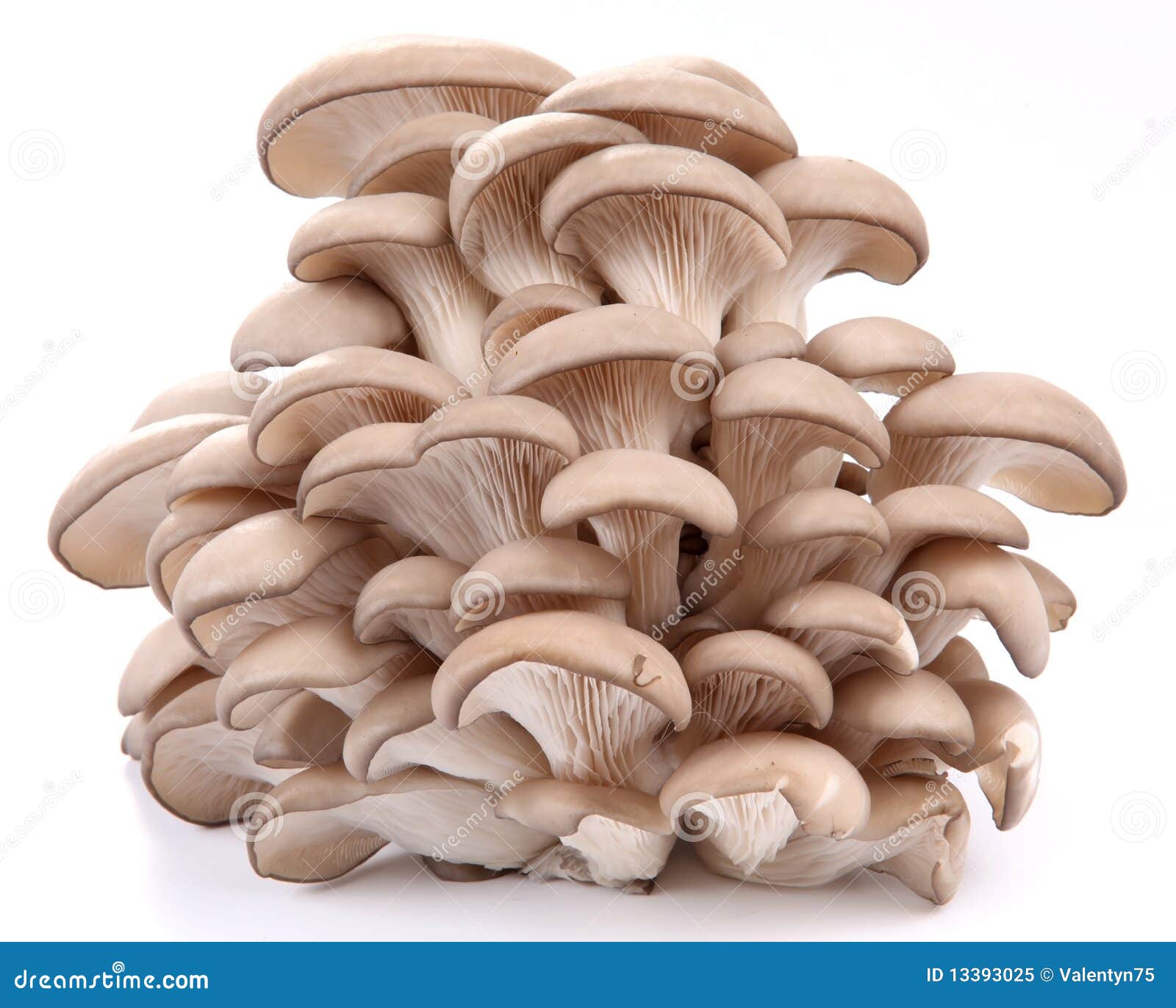 oyster mushroom clip art - photo #5