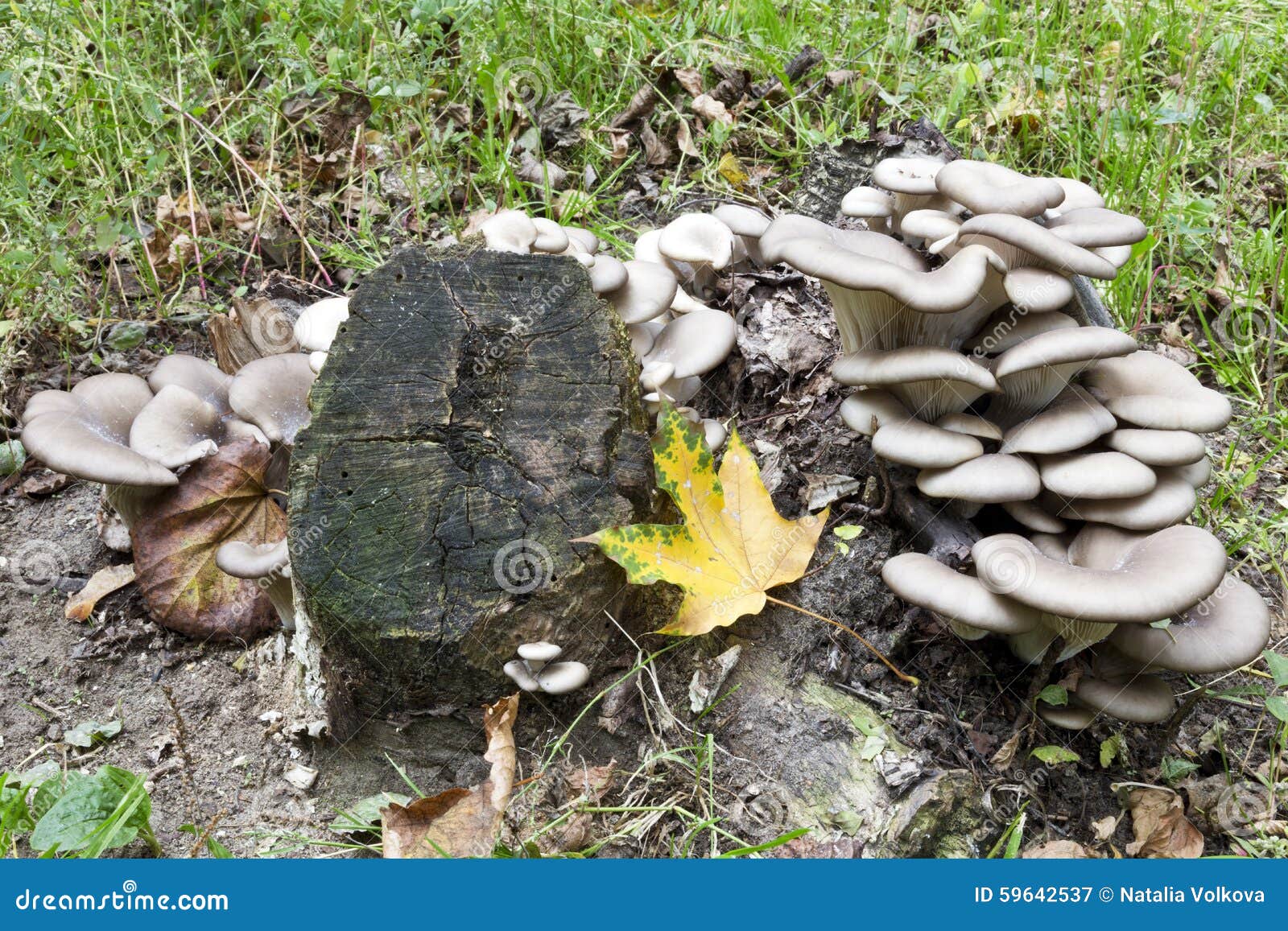 Oyster Mushrooms Grow on Tree Stump Stock Image Image of grey, fungi