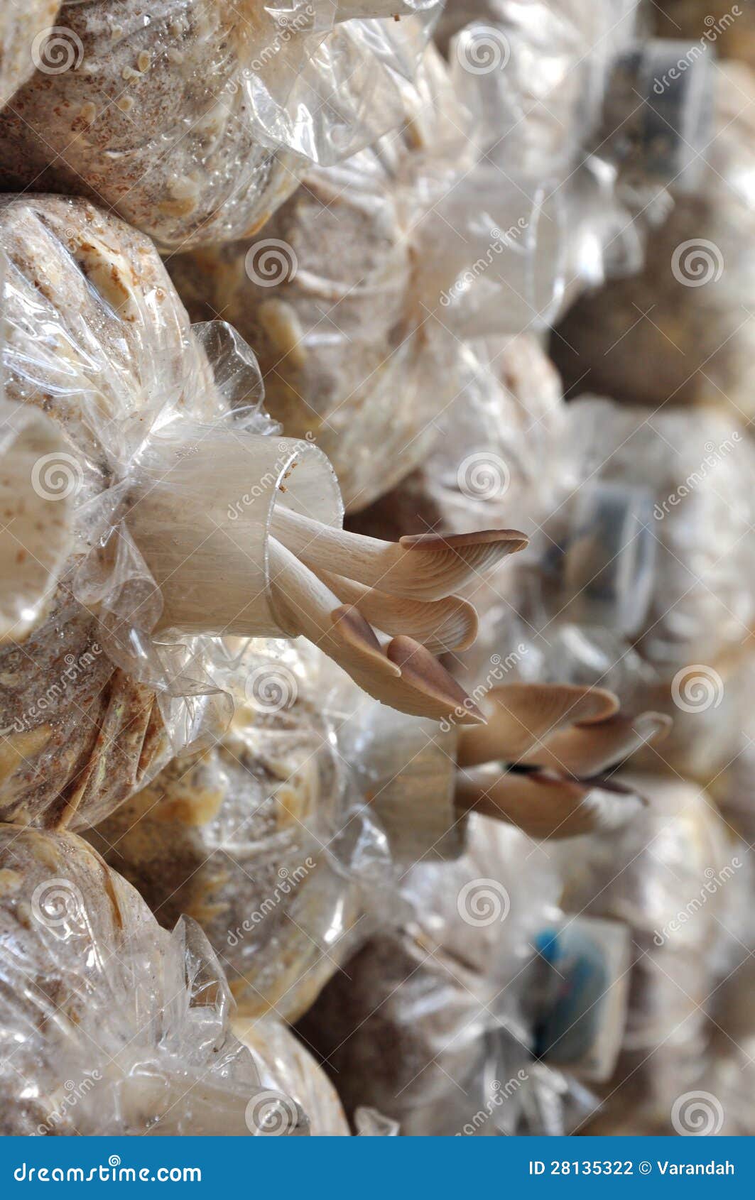 https://thumbs.dreamstime.com/z/oyster-mushrooms-growing-bag-28135322.jpg