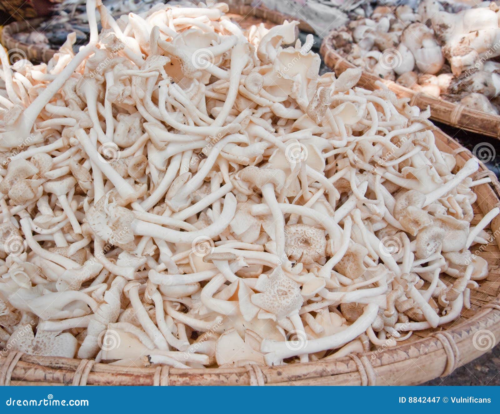 Oyster Mushrooms at Market stock image. Image of mycelium 8842447